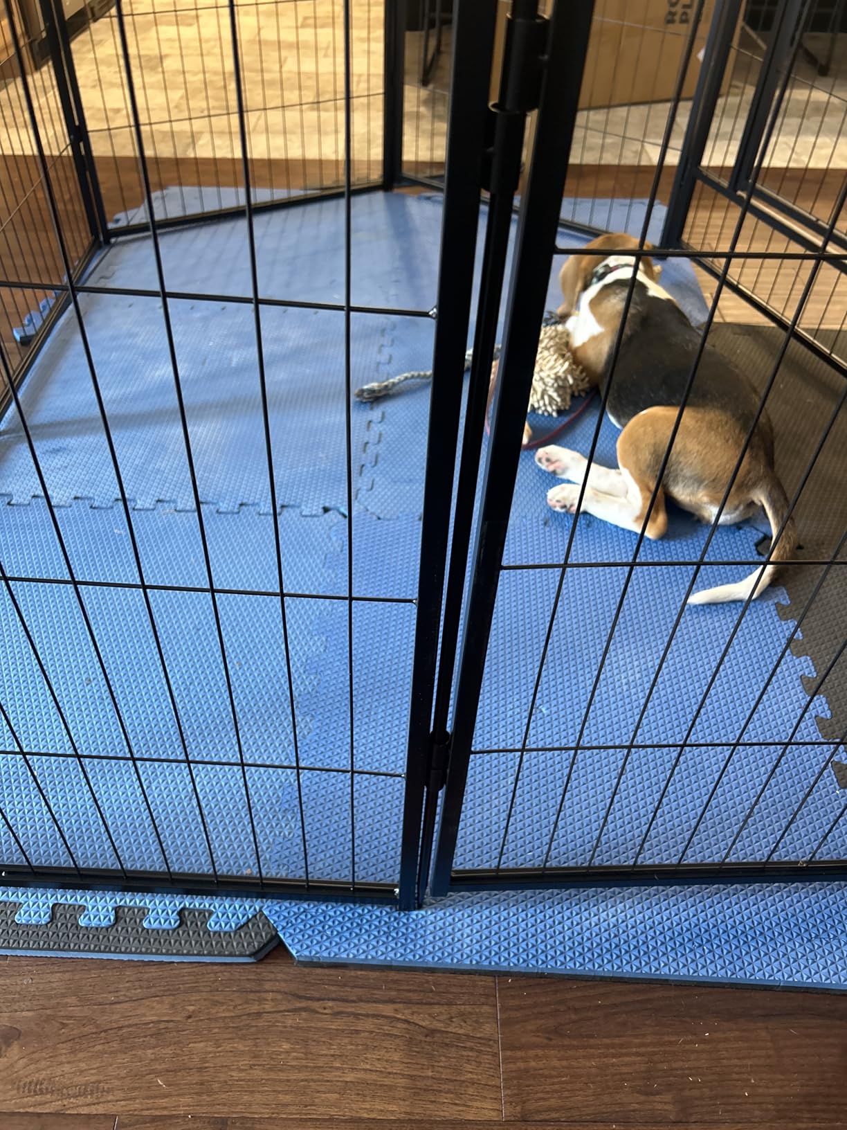 FXW Rollick Unleashed Dog Playpen for Indoor, Yard, RV Camping, 32 inch 8 Panels for Small and Medium Dogs customer photo 2