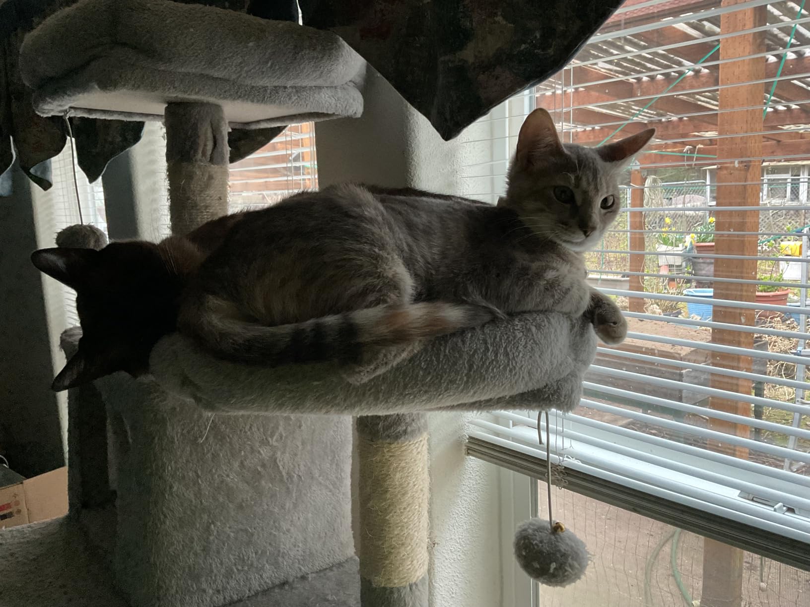 Feandrea Cat Tree, 81.1-Inch Large Cat Tower, Multi-Level Plush Condo with 13 Scratching Posts, 2 Perches, 2 Caves, Basket, Hammock, Pompoms, Smoky Gray UPCT190G01 customer photo 2