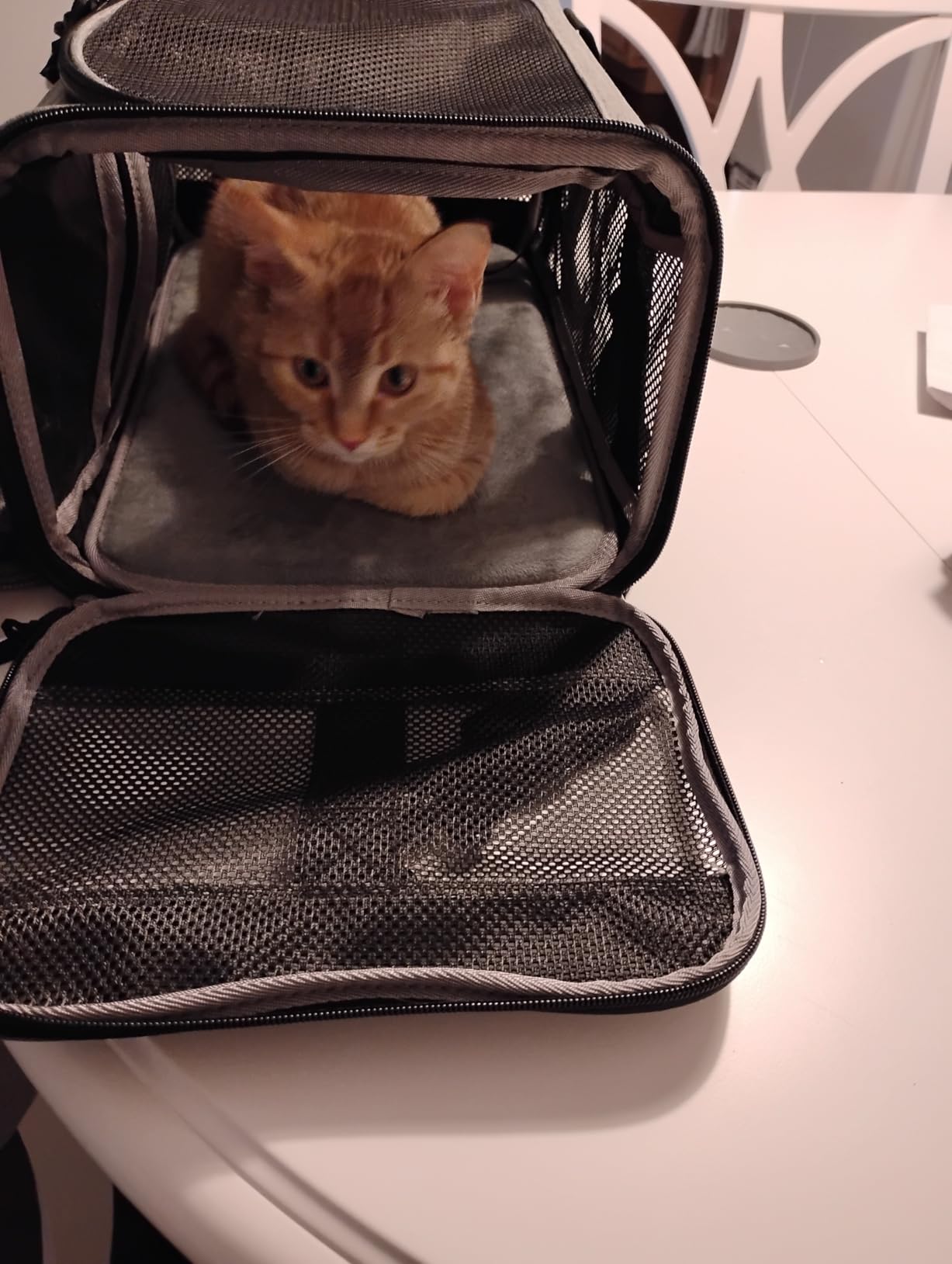 Wakytu TSA Approved Pet Carrier for Small Cats Dogs, Travel Bag with Adequate Ventilation, 5 Mesh Windows, 3 Entrance, Locking Safety Zippers, Padded Shoulder and Carrying Strap, Small customer photo 2