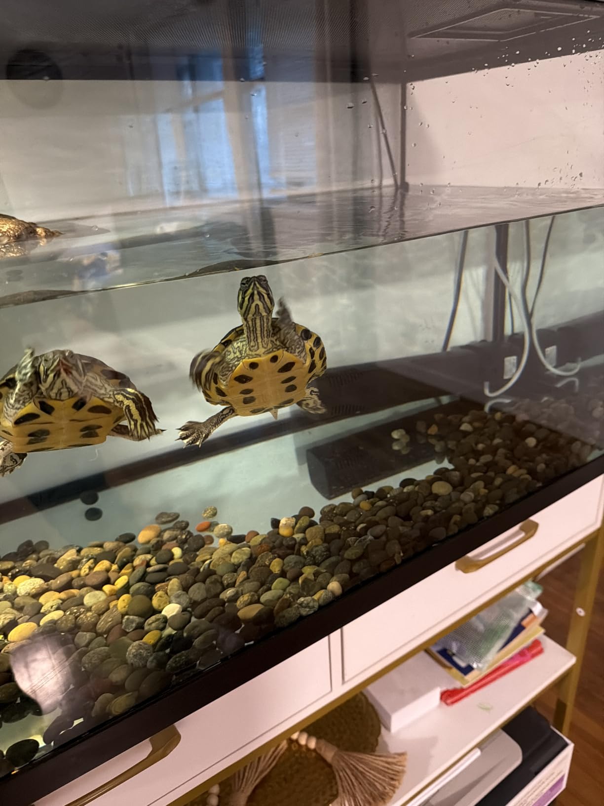 10 Best Aquarium Filters for 75 Gallon Tanks (April 2026) Expert Reviews