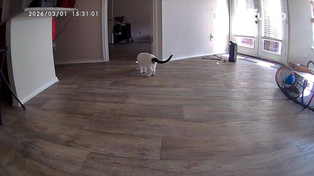 Furbo 360° Dog Camera: Pet Security Cam w/Barking Alerts, Rotating View, Treat Toss w/Phone App, Smart Home Puppy Monitoring, 2-Way Speaker customer photo 1