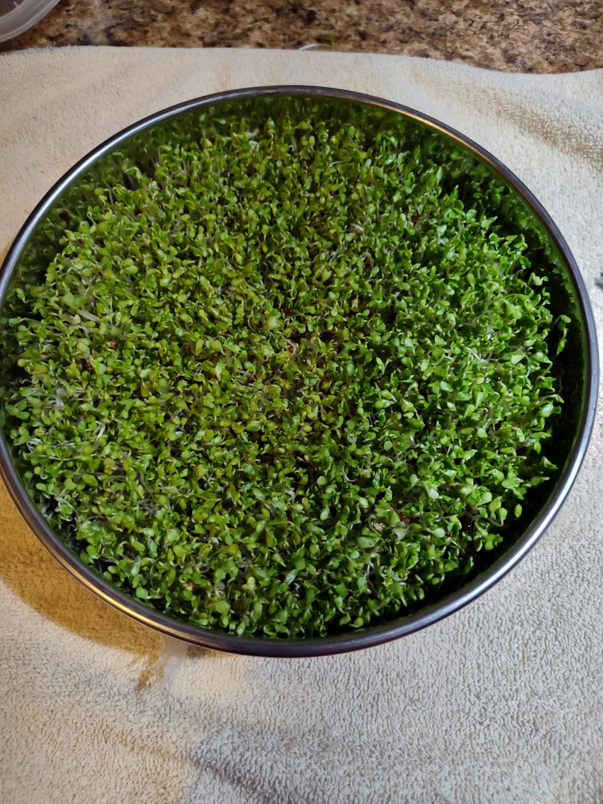 Aulock Stainless Steel Seed Sprouting Kit - 3-Tier Microgreens Growing Tray 7.9 in Dia, Stackable Round Sprouter Maker with Encrypted Mesh, Sprouts Grower for Beans Broccoli Alfalfa Seeds Wheat Grass customer photo 1