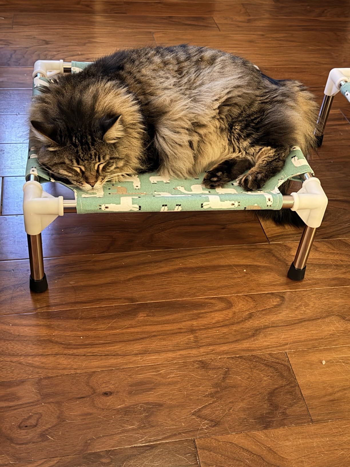 Elevated Dog Bed Pet cot for Small Dogs, Indoor and Outdoor Use for Small Pets customer photo 1