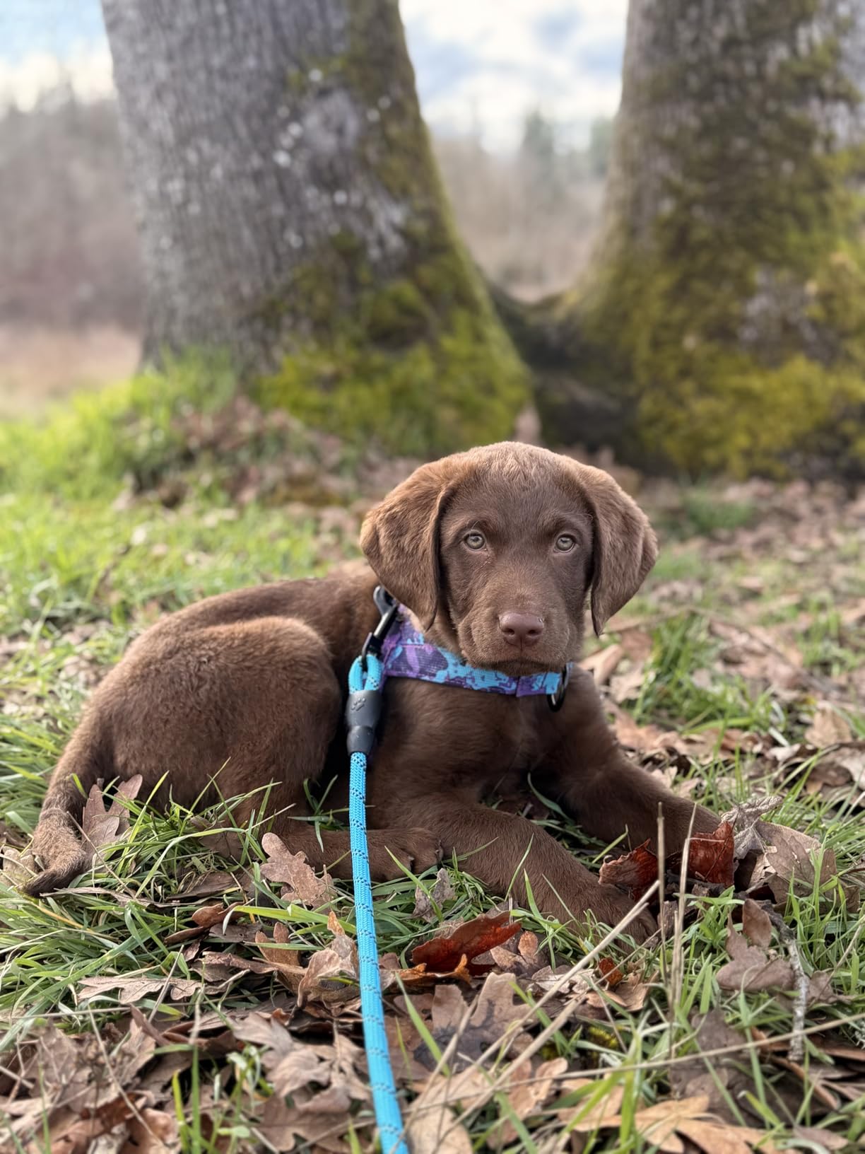 Annchwool No Pull Dog Harness with Soft Padded Handle, Reflective Strip Escape Proof and Quick Fit to Adjust Harness, Easy for Training Walking for Small & Medium and Large Dogs (Green, L) customer photo 1