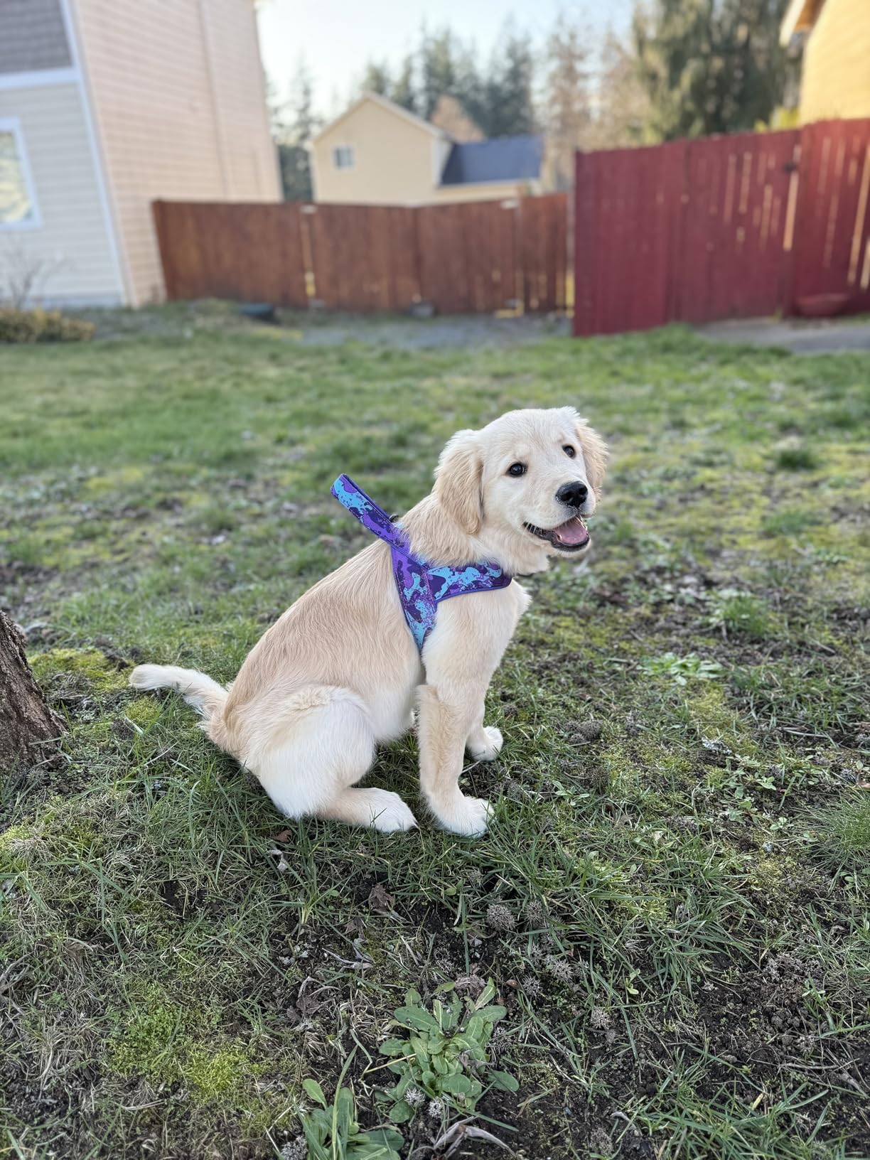 Annchwool No Pull Dog Harness with Soft Padded Handle, Reflective Strip Escape Proof and Quick Fit to Adjust Harness, Easy for Training Walking for Small & Medium and Large Dogs (Green, L) customer photo 2