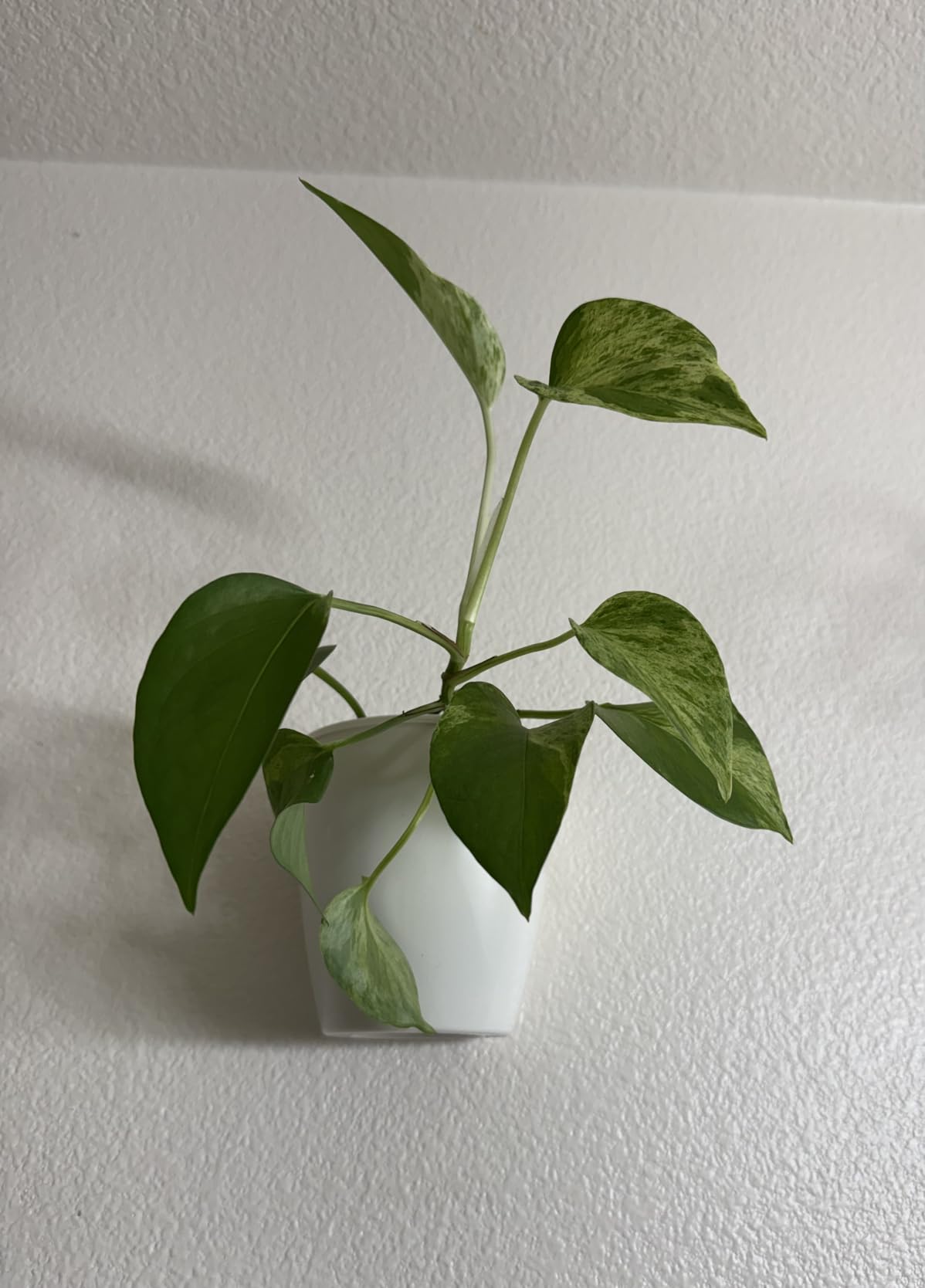 LáLáGreen Wall Planters for Indoor Plants - 10 Pack, 4 Inch Self Watering Planters and Pots, White Wall Mount Planter Plant Holder, Modern Hydroponic Wall Pots Vertical Living Plant Garden Decor customer photo 2