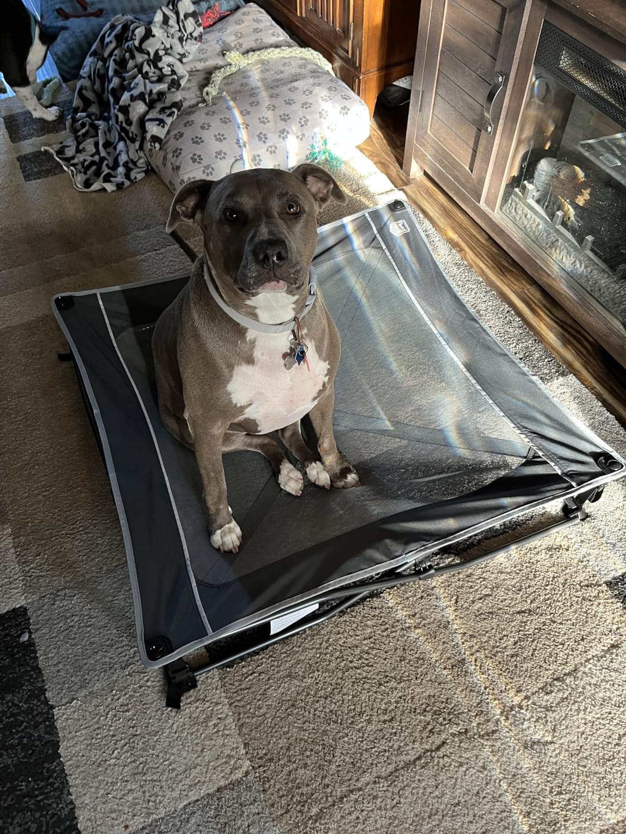 TIMBER RIDGE Outdoor Dog Bed, Cooling Elevated Pet Bed Portable Raised Dog Bed with Breathable Mesh, Dog Bed Foldable Dog Cot for Indoor & Outside, Grey customer photo 1