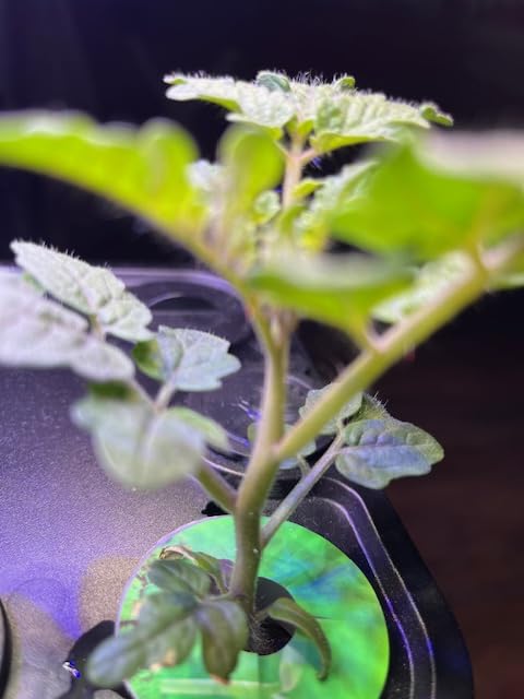Ahopegarden Indoor Garden Hydroponics Growing System: 10 Pods Plant Germination Kit Herb Vegetable Growth Lamp Countertop with LED Grow Light - Hydrophonic Planter Grower Harvest Lettuce customer photo 2