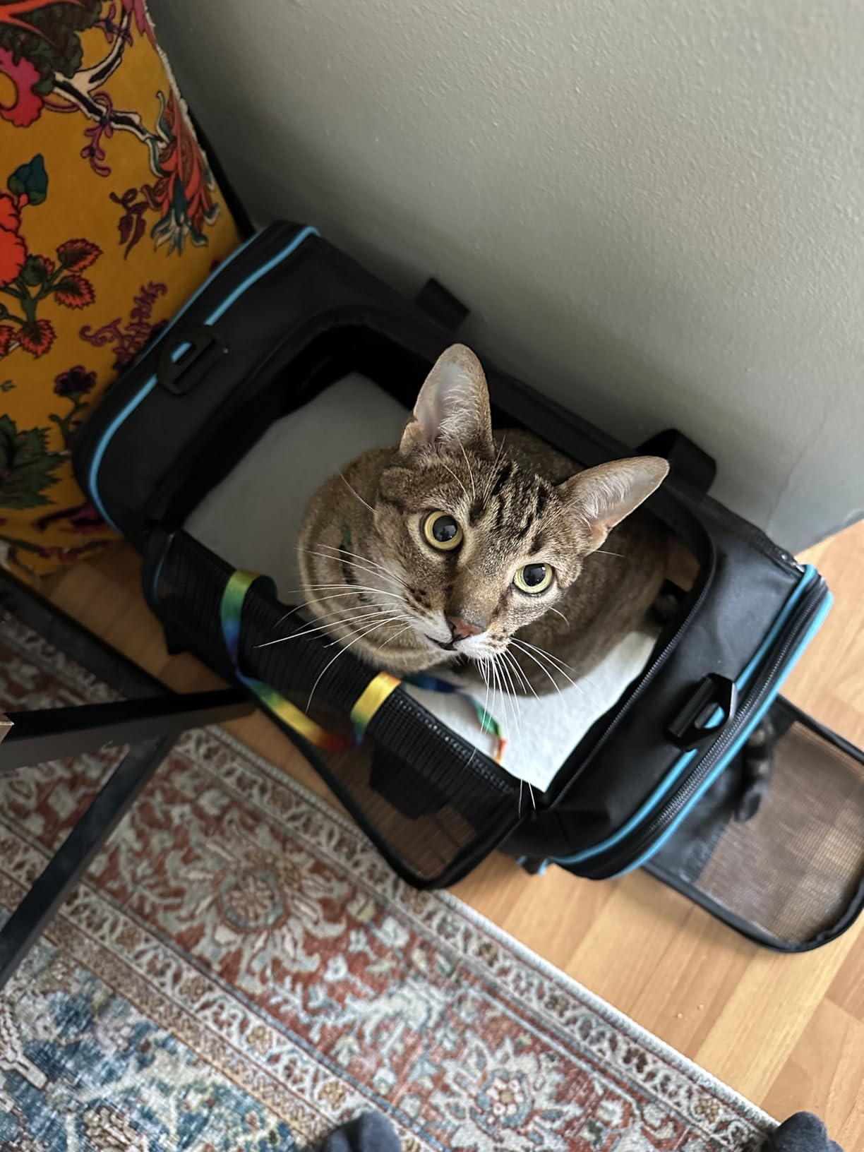 Cat Carrier Pet Dog Carrier Airline Approved for Puppy Kitten Carriers Under 15lb, Collapsible Soft Sided TSA Approved Travel Carrier-Grey customer photo 2