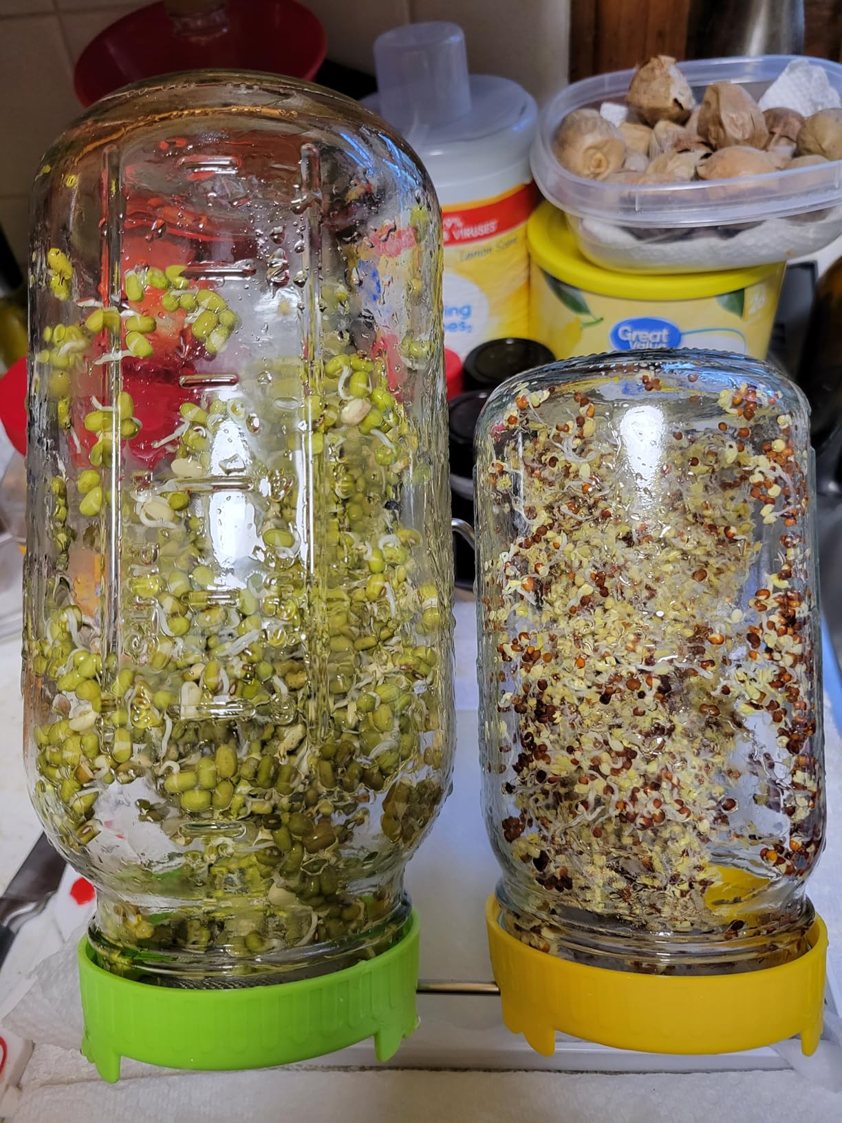 Seed Sprouting Kit, 2 Large Wide Mouth Mason Jars with Sprout Lids, Blackout Sleeves, Drain Tray, Stainless Steel Stand (Yellow+Green) customer photo 1