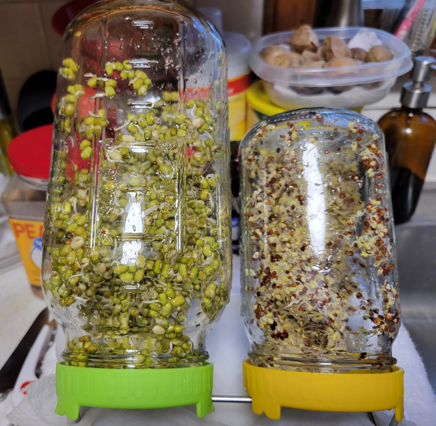 Seed Sprouting Kit, 2 Large Wide Mouth Mason Jars with Sprout Lids, Blackout Sleeves, Drain Tray, Stainless Steel Stand (Yellow+Green) customer photo 2