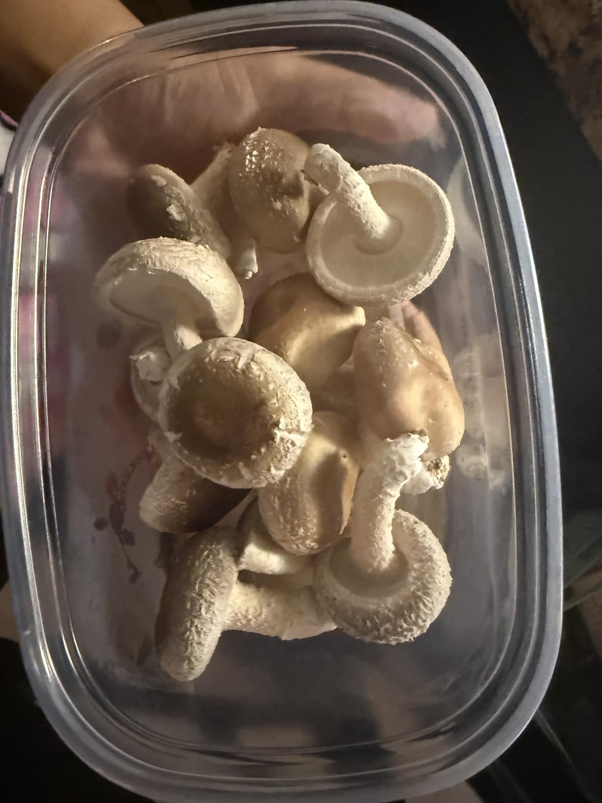 Back to the Roots Organic Shiitake Mushroom Kit; Great Gift; Easy for Beginners, For Indoor Growing (Start Growing Right Away) customer photo 2
