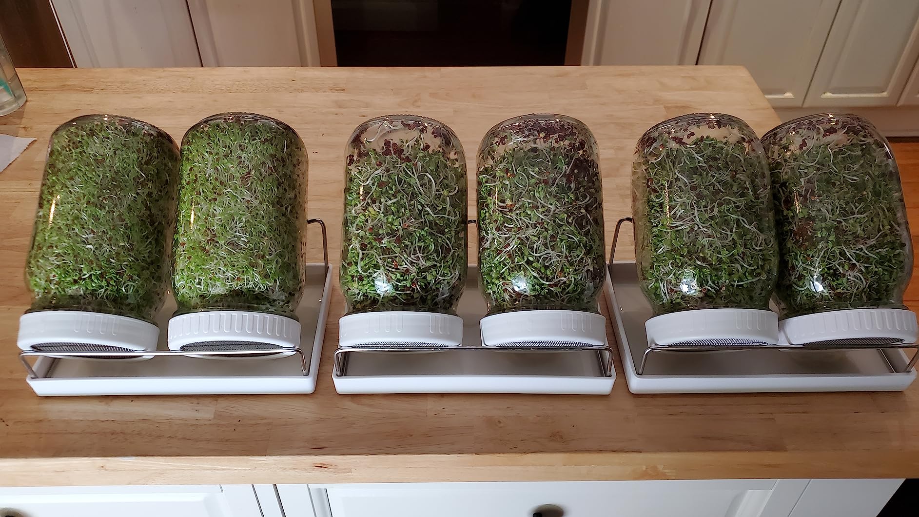Complete Sprouting Jar Kit | 2 Wide Mouth Mason Jars, 316 Screen Sprout Lids, Blackout Sleeves, Tray, Stand | Sprouter Set for Growing Broccoli, Alfalfa customer photo 1