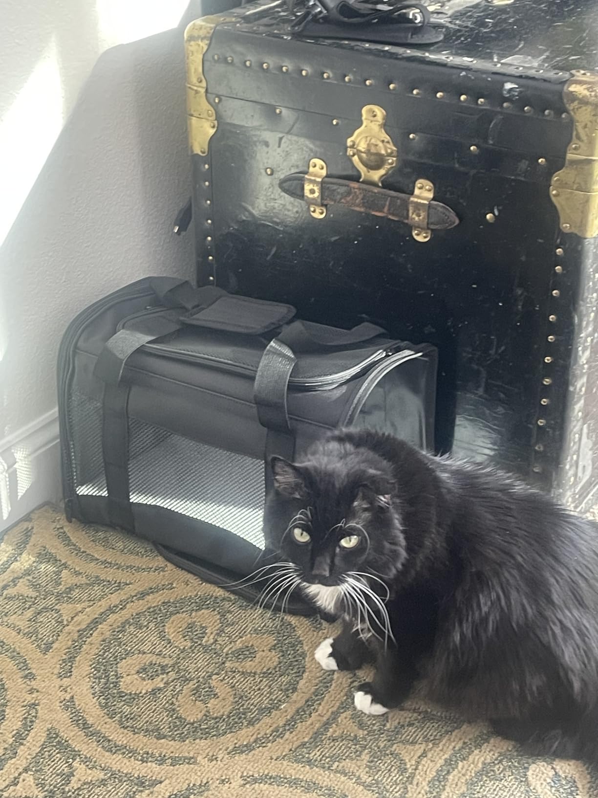 Cat Carrying Case Pet Dog Carrier Soft-Sided Cat Bag Airline Approved, Pet Travel Carrier Up to 15 Lbs, Collapsible Cats Carrier Dog Carrier for Medium Small Cats Dogs(17x11x11 Green) customer photo 2