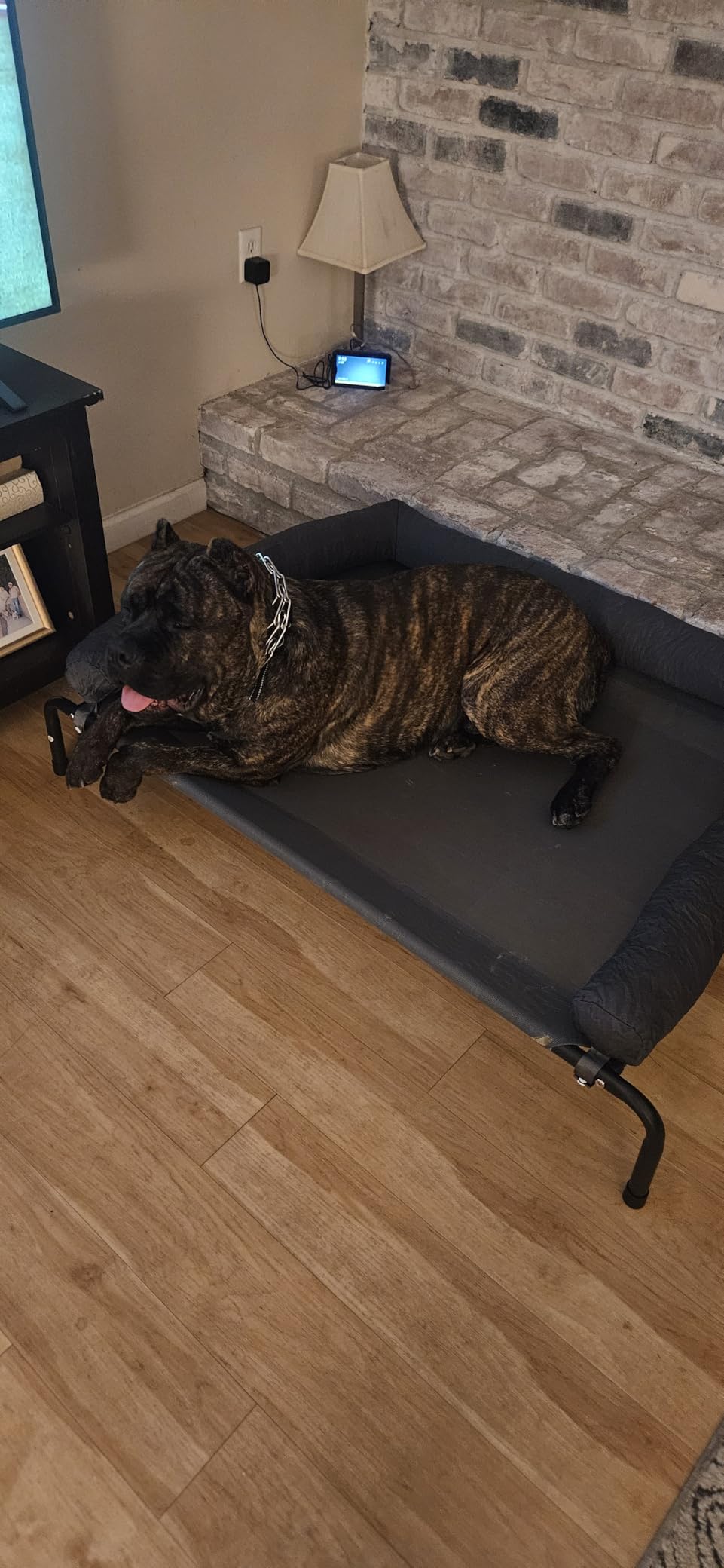 WESTERN HOME Cooling Elevated Dog Bed for Large Dogs, Portable Indoor & Outdoor Raised Dog Bed with Breathable Mesh, Chew Proof Pet Hammock Cots with Removable and Waterproof Bolsters customer photo 1