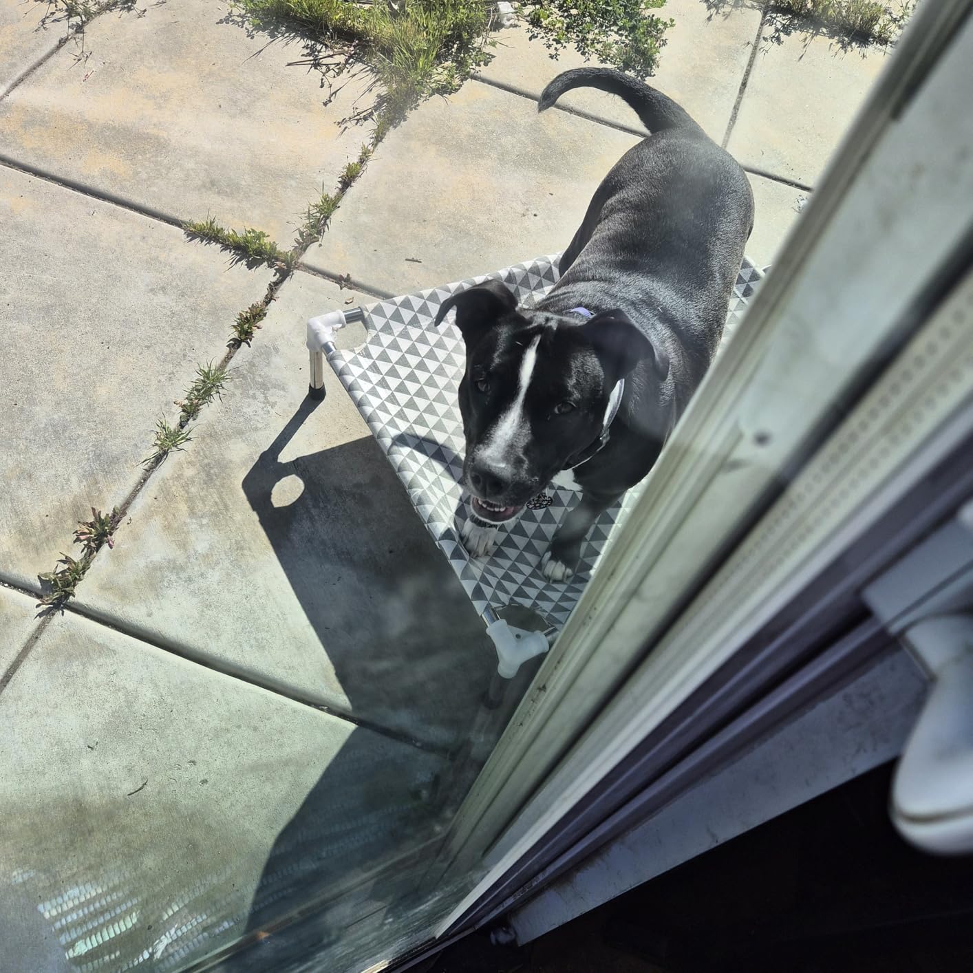 Kuntrust Elevated Outdoor Dog Bed, Medium Size, Cotton Material, Non-Slip Feet, Fits up to 70lbs customer photo 2