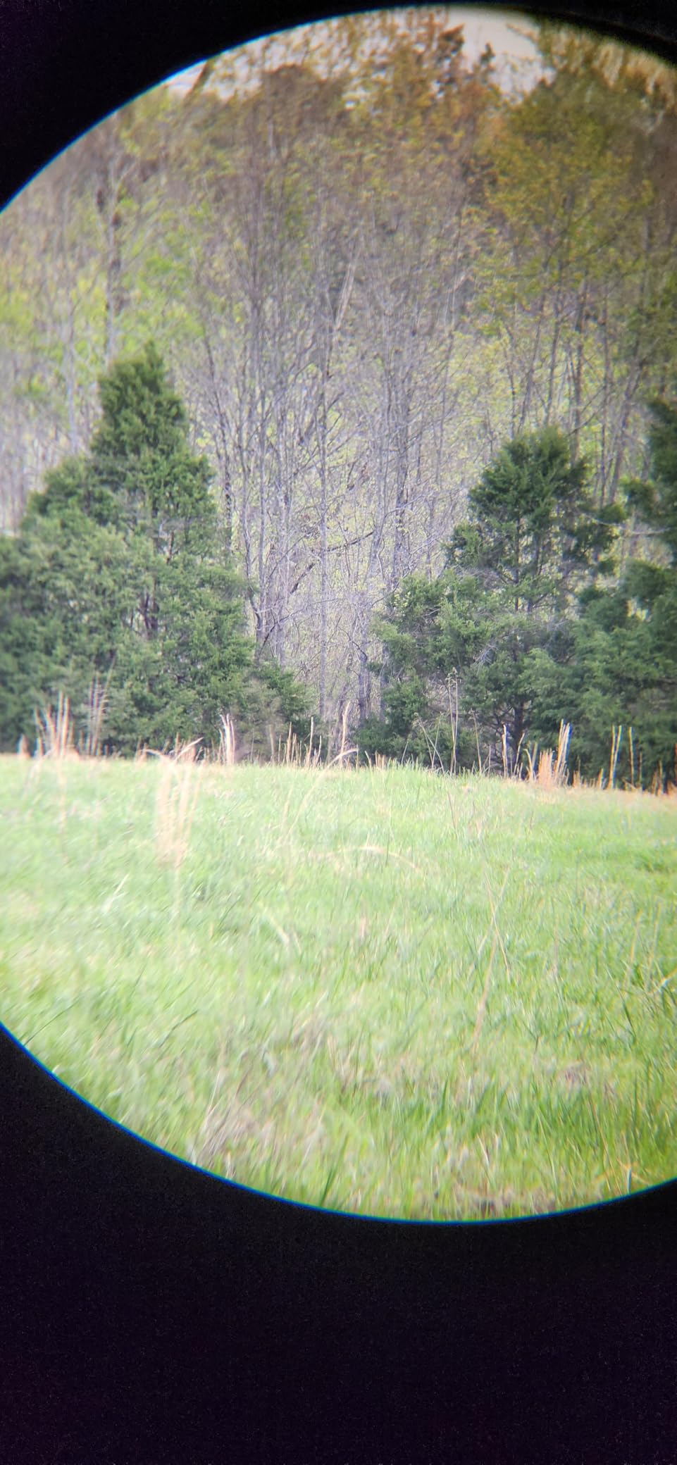 Vortex Optics Triumph HD 10x42 Binoculars - HD Optical System, Fully Multi-Coated Lenses, Rubber Armor, Tripod Adaptable, Waterproof, Fogproof, Shockproof - Unlimited, Unconditional Warranty customer photo 2