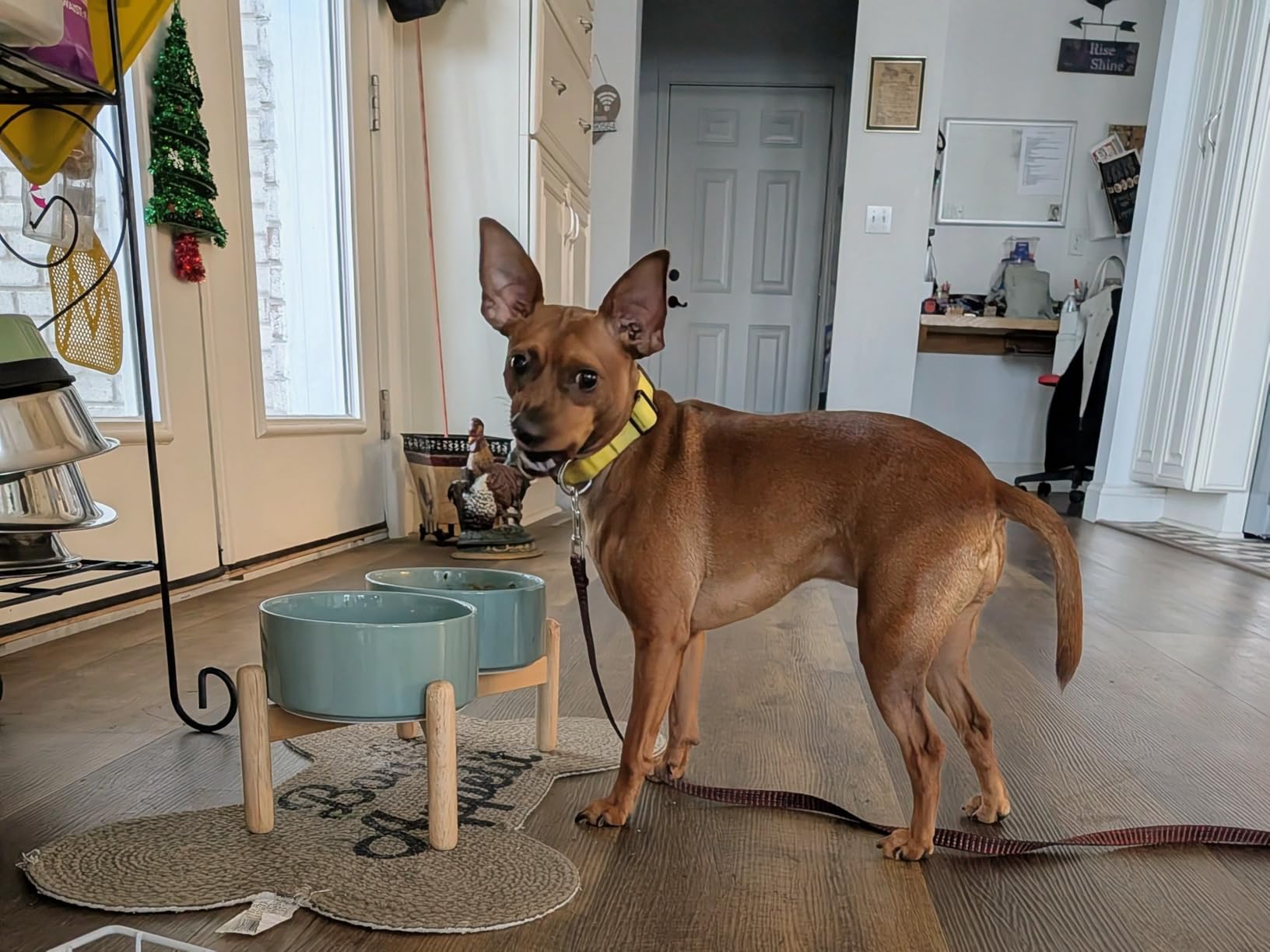 Havniva Ceramic 8.2inch Raised Dog Bowl with Stand for Large-Breed Dogs, Pet Food and Water Feeder (Double Bowl with Stand - Brown Coffee) customer photo 1
