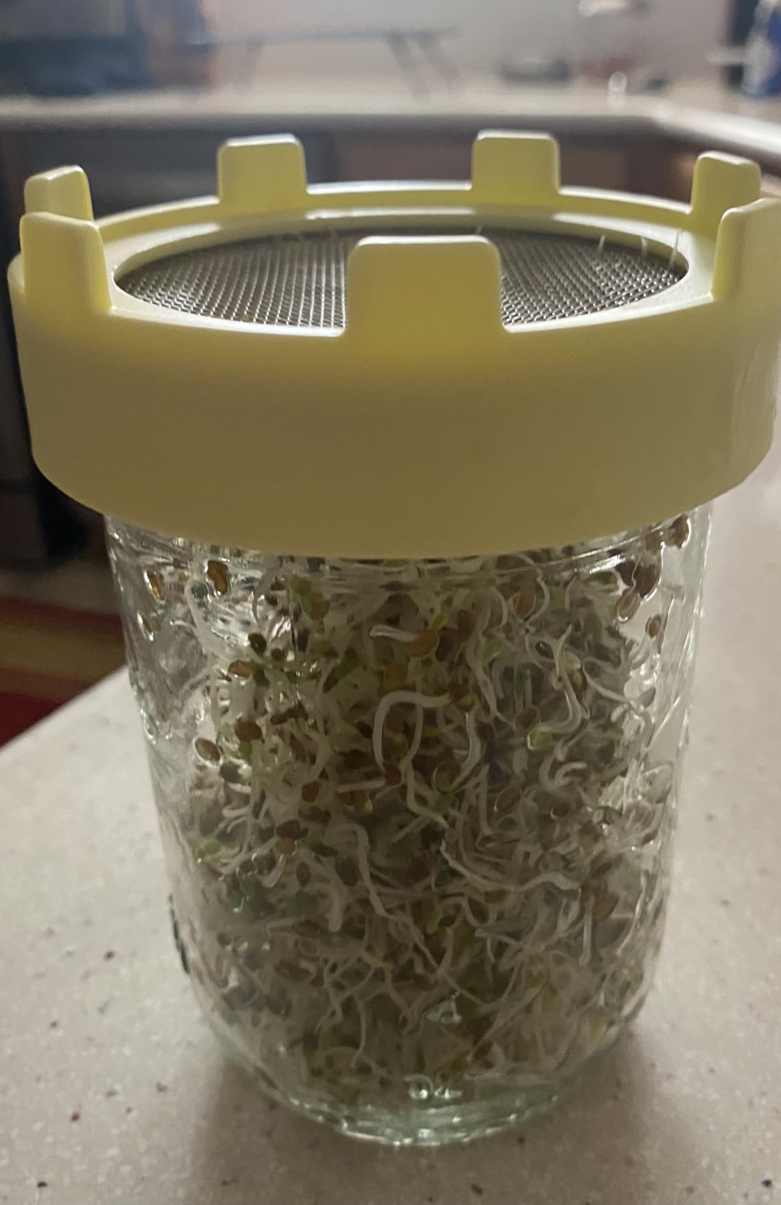 Elementi Sprouts Growing Kit for Wide Mouth Mason Jars, Set of 2 Sprouting Lids, 316 Stainless Steel Mesh Screen Strainer Lid (Sage Green) customer photo 2