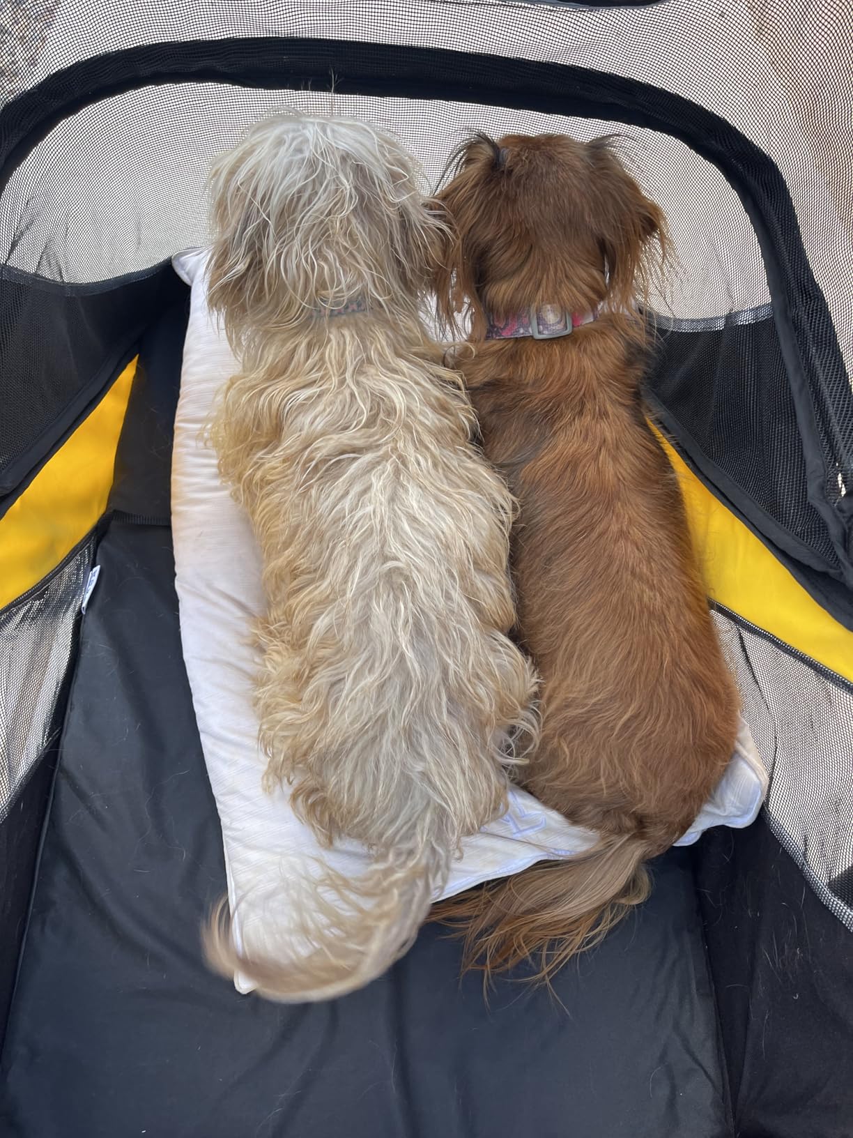 Petbobi Dog Stroller for Large & Medium Dogs - Easy Fold Dual Entry Pet Stroller with One-Foot Brake, All Terrain Wagon Cart with Air Mesh, Ideal for Large Senior Pets up to 80 lbs, Black customer photo 1