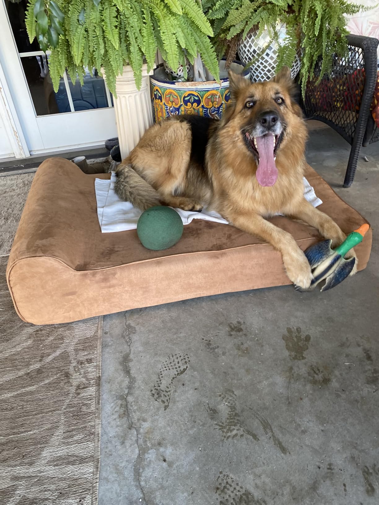 Rainmr Orthopedic Dog Beds for Large Dogs, 7