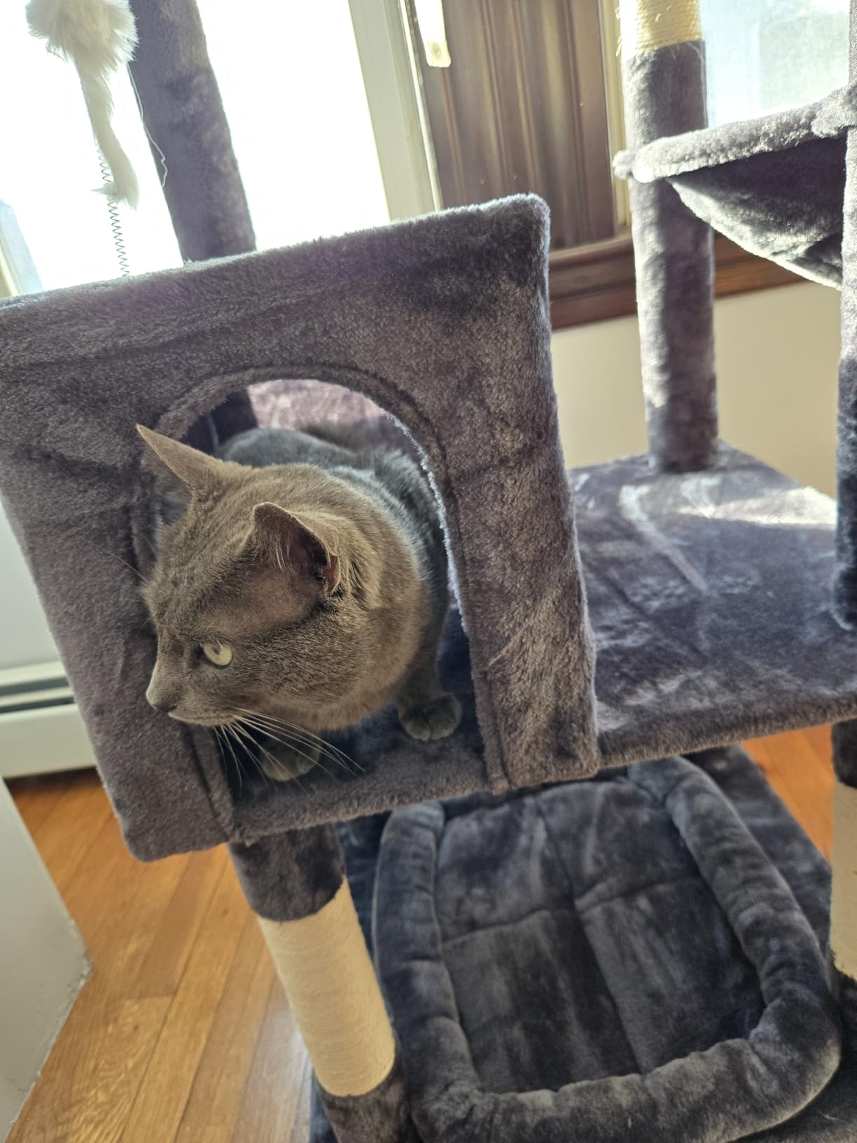 Globlazer Heavy Duty Cat Trees for Large Cats, Sturdy 72in Maine Coon Cat Tree for Large Cats 20 lbs+ Heavy Duty Cat Tower for Adult Biggest Cat with 6 Scratching Posts, Hammock, S72, Dark Gray customer photo 2