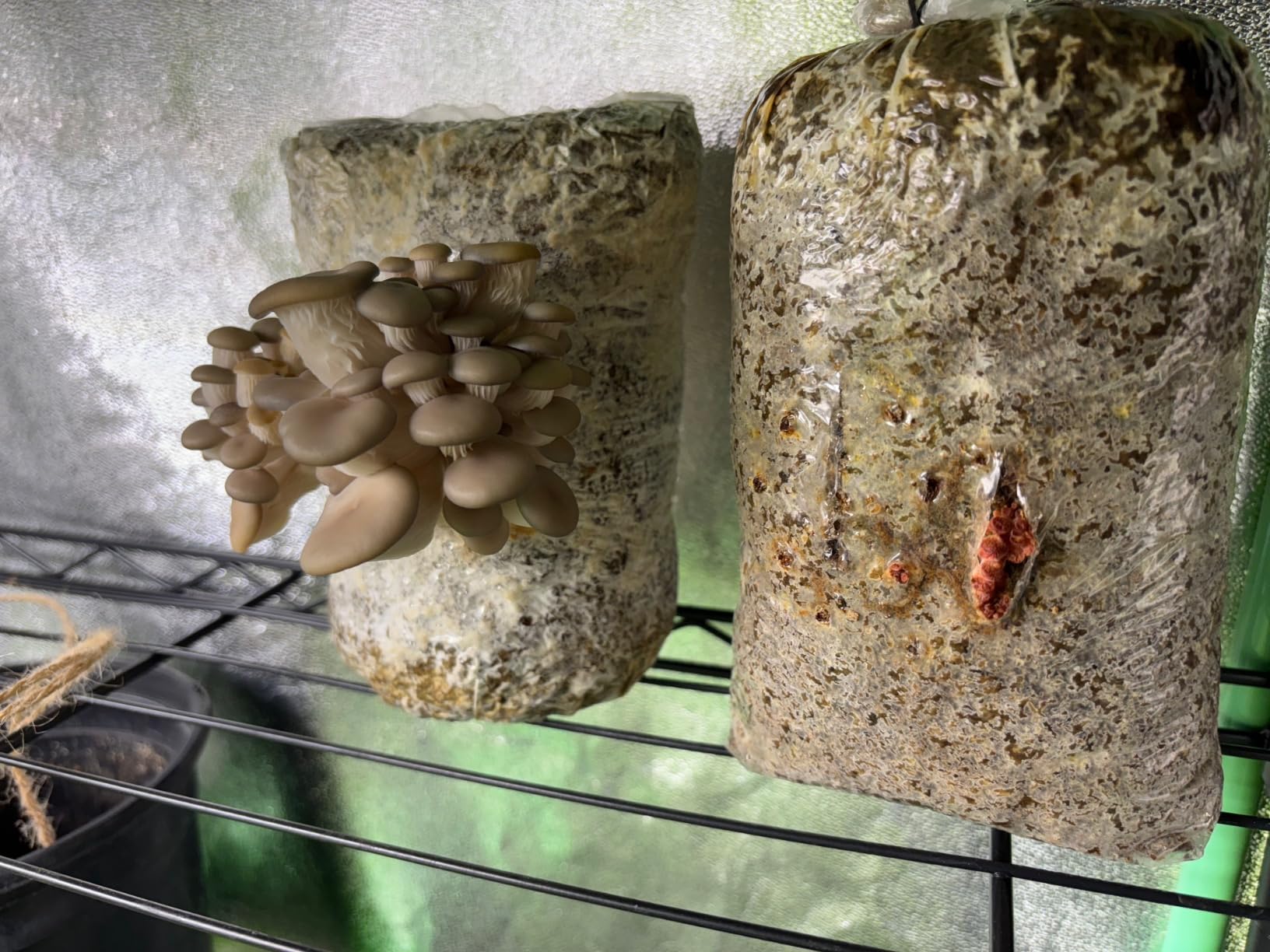 Four All in One Mushroom Grow Kits with Yellow, Blue, Florida, and Pink Oyster, Complete Cultivation Set customer photo 1