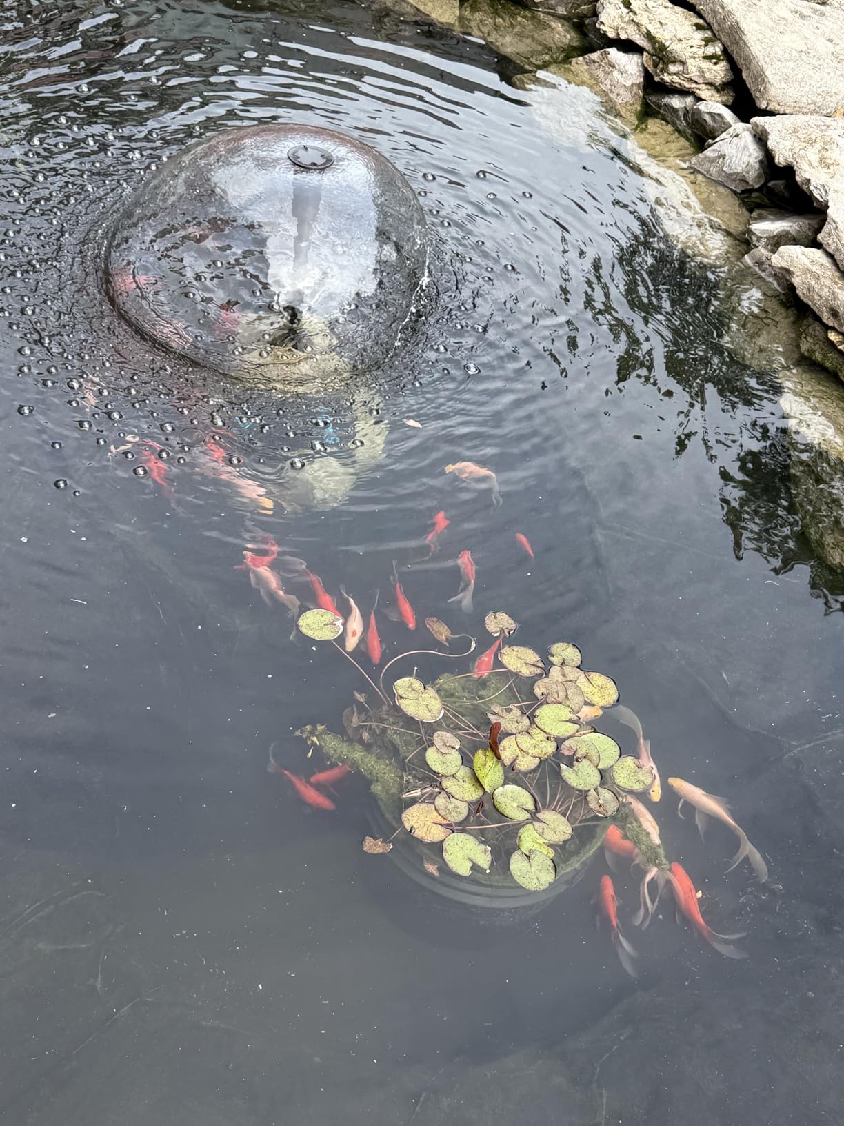 POPOSOAP Pond Filter with Pump Fountain Kits, 660GPH Pond Filter with 40W Pond Pump & Fountain Kit customer photo 1