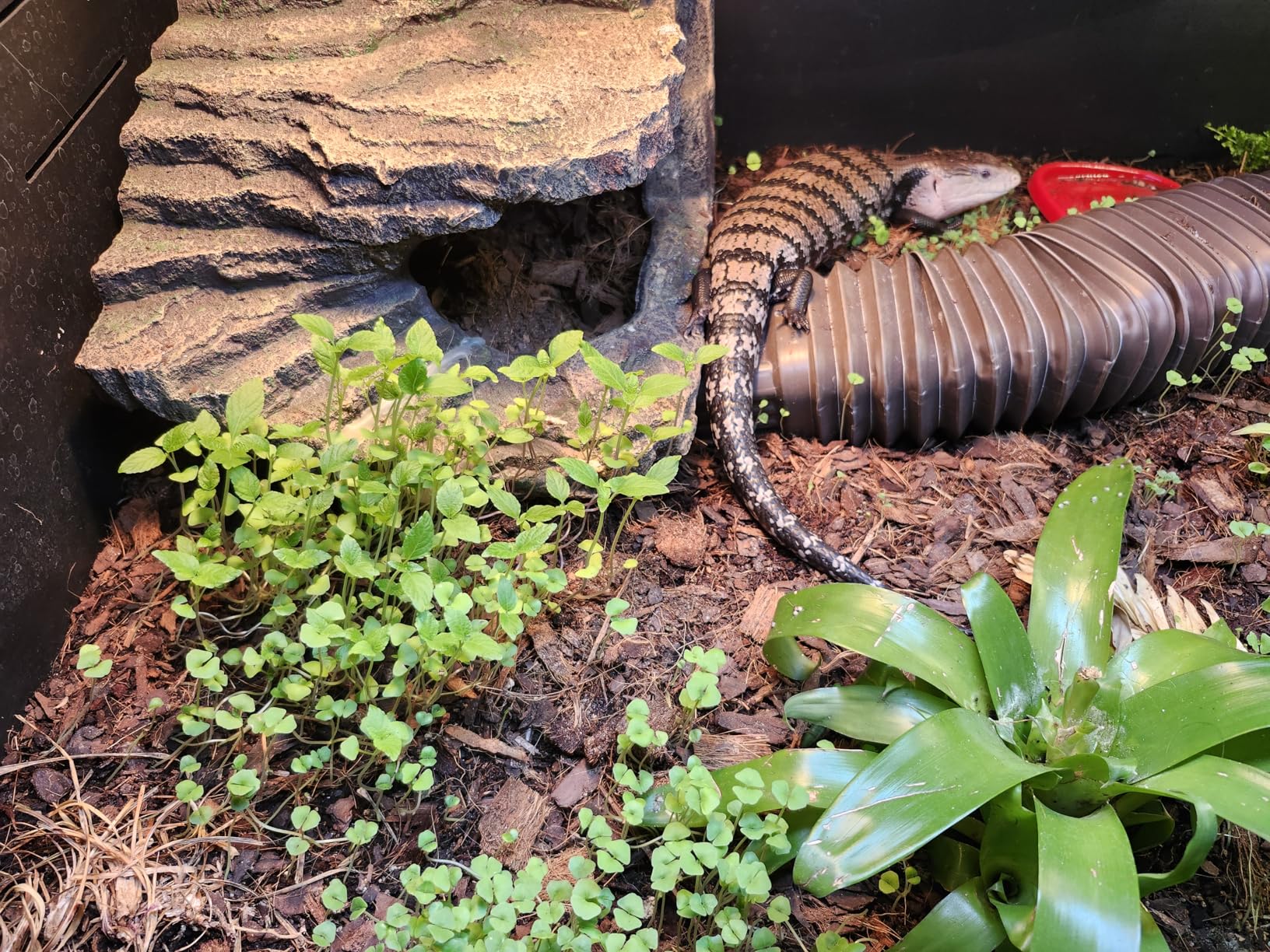 Reptile Misting System with Timer, 6 Adjustable-Joint Nozzles, Self-Priming Pump, Quiet Fine Mist for Chameleons & Terrariums customer photo 1