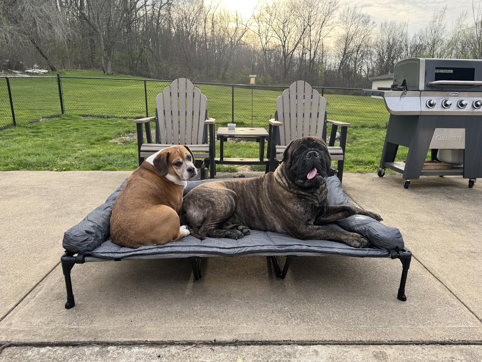 Veehoo Cooling Elevated Dog Bed Add Removable Waterproof Bolster Cushion Mat, Raised Pet Cot with Breathable Teslin Mesh, No-Slip Feet, Dog Sofa Bed for Indoor Outdoor, XXLarge, Black CWC2331B customer photo 2