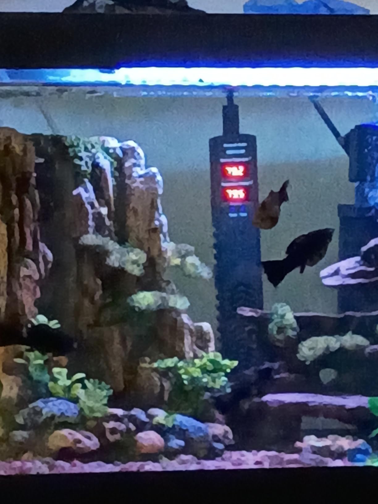 AHJ Aquarium Heater for 40-55-75 Gallon, 300W Submersible Fish Tank Water Heater with Accurate Temperature Control, Over-Temp Protect, Auto Shut-Off, Quick Heat up for Saltwater & Freshwater customer photo 1