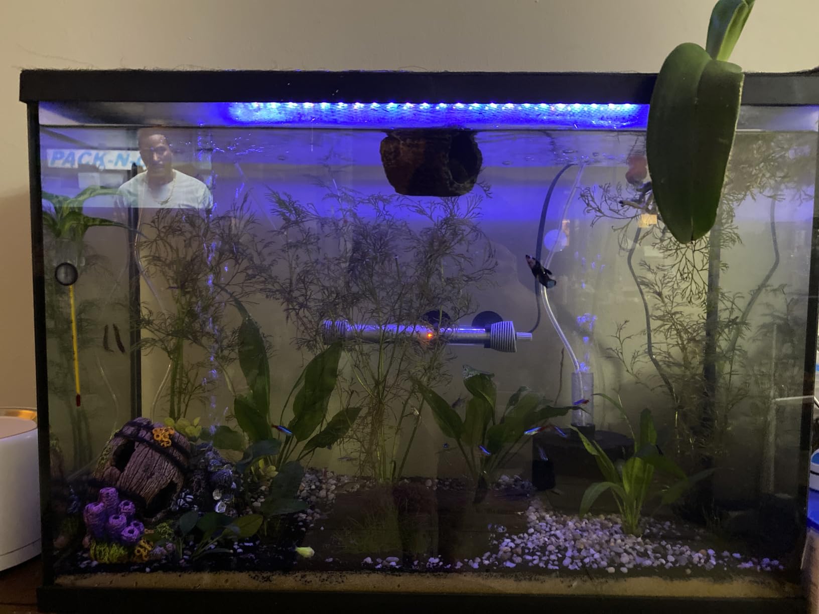 AQQA LED Aquarium Light, 24/7 Mode IP68 Waterproof Extendable Bracket Fish Tank Light, DIY Mode Full Spectrum Aquarium Plant Light, Adjustable Timer/Brightness Memory Function for 18-24 Inch Fish Tank customer photo 2