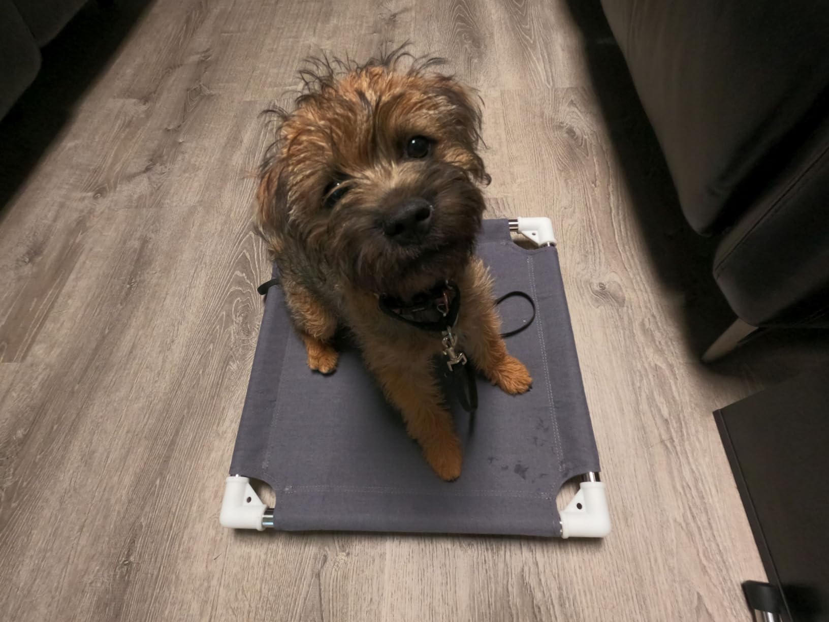 Elevated Cooling Dog Bed, Raised Outdoor Dog Bed for Medium Dogs, Portable Pet Cots with No-Slip Rubber Feet, Double Layer Polyester Cotton customer photo 2