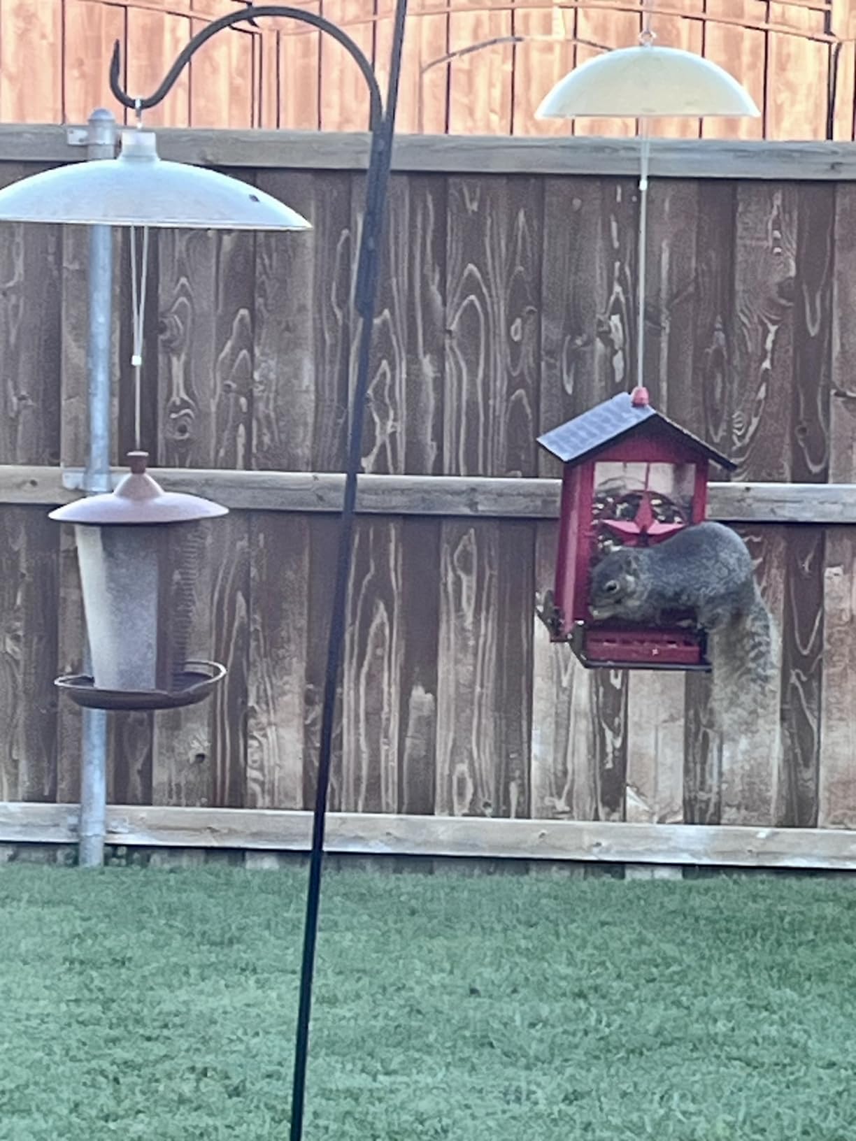 Squirrel Proof Bird Feeders for Outdoors with Weight-Activated, Metal 5LB Large Wild Bird Feeders for Cardinals, Blue Jay, Finch, Weatherproof Durable Hanging Bird Feeder for Backyard, Garden (Red) customer photo 1