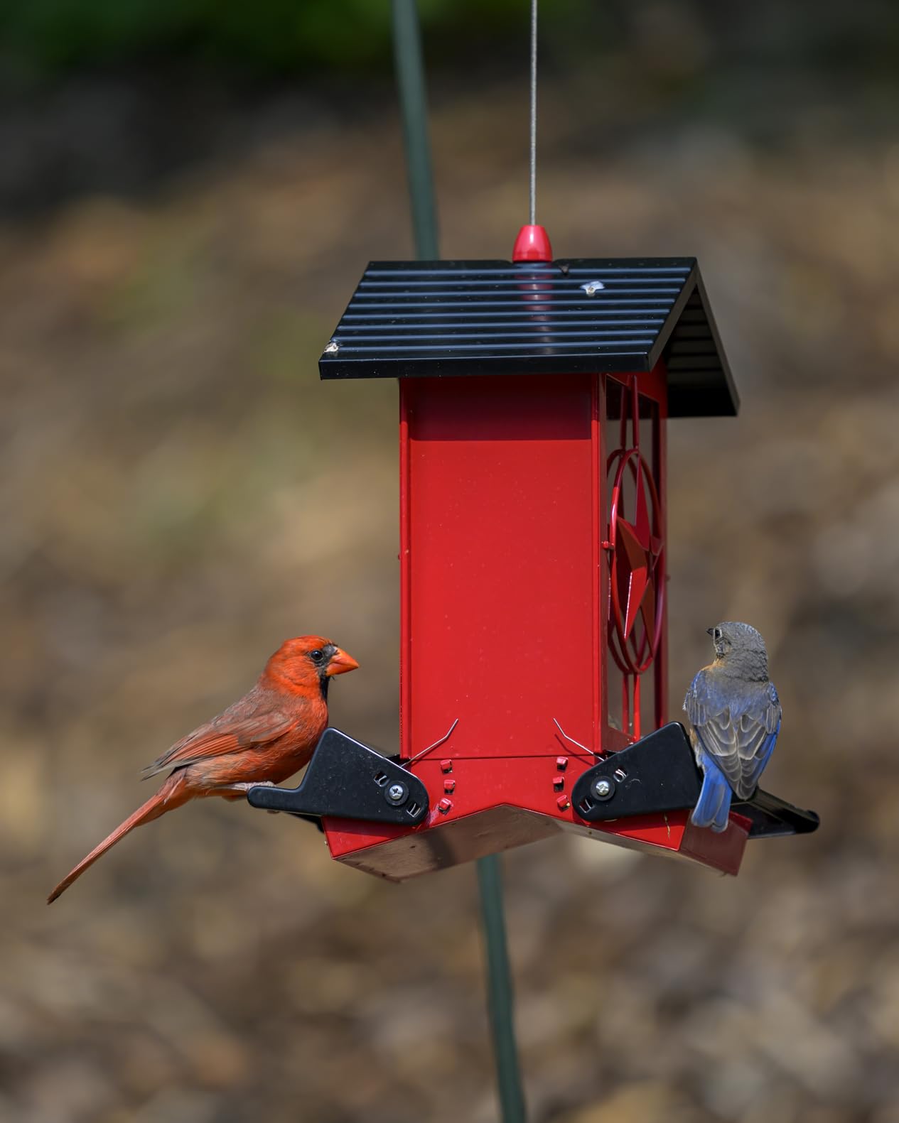Squirrel Proof Bird Feeders for Outdoors with Weight-Activated, Metal 5LB Large Wild Bird Feeders for Cardinals, Blue Jay, Finch, Weatherproof Durable Hanging Bird Feeder for Backyard, Garden (Red) customer photo 2
