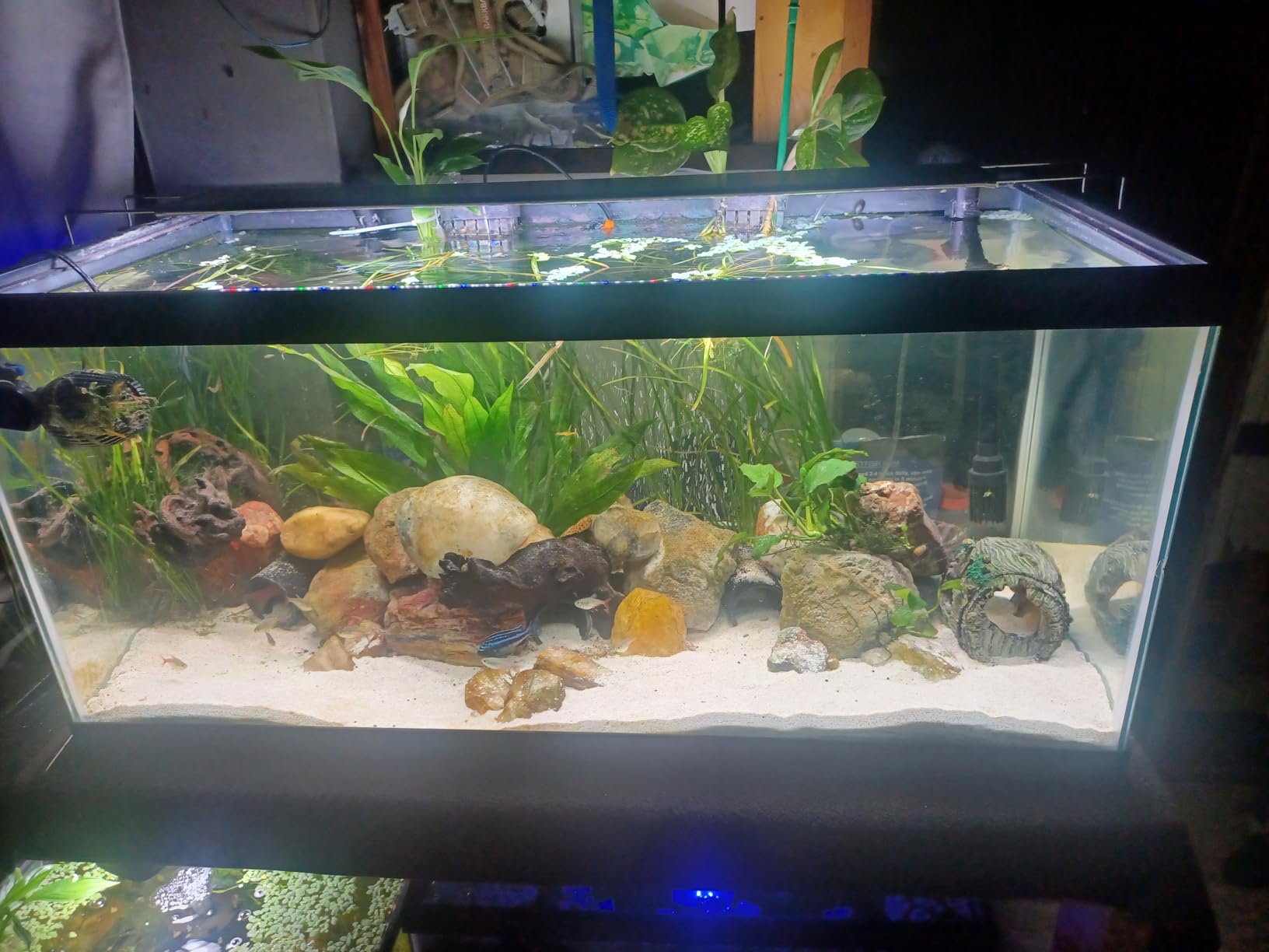 SEAOURA Plant Growth Aquarium Light, 24/7 Custom Timer, Power-Off Memory, 48-54in Full Spectrum Aquarium Plant Lights, 7-Row LED 8 Colors, 20 Adjustable Brightness, Day & Night Cycle for Freshwater customer photo 1