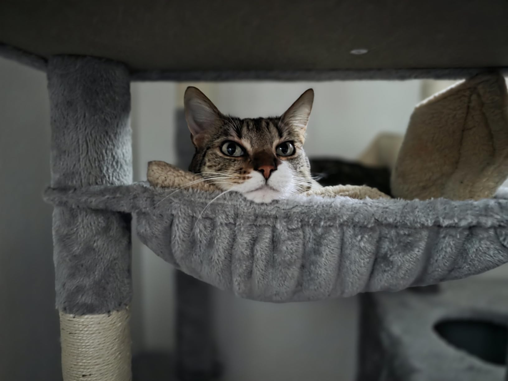 Globlazer Heavy Duty Cat Tree, 70 inch Sturdy Cat Tree for Indoor Cats Extra Large Cat Tower with Scratching Post, Hammock, Cat Condo for Adult Cats Kittens, F70 Pro, Light Grey customer photo 2