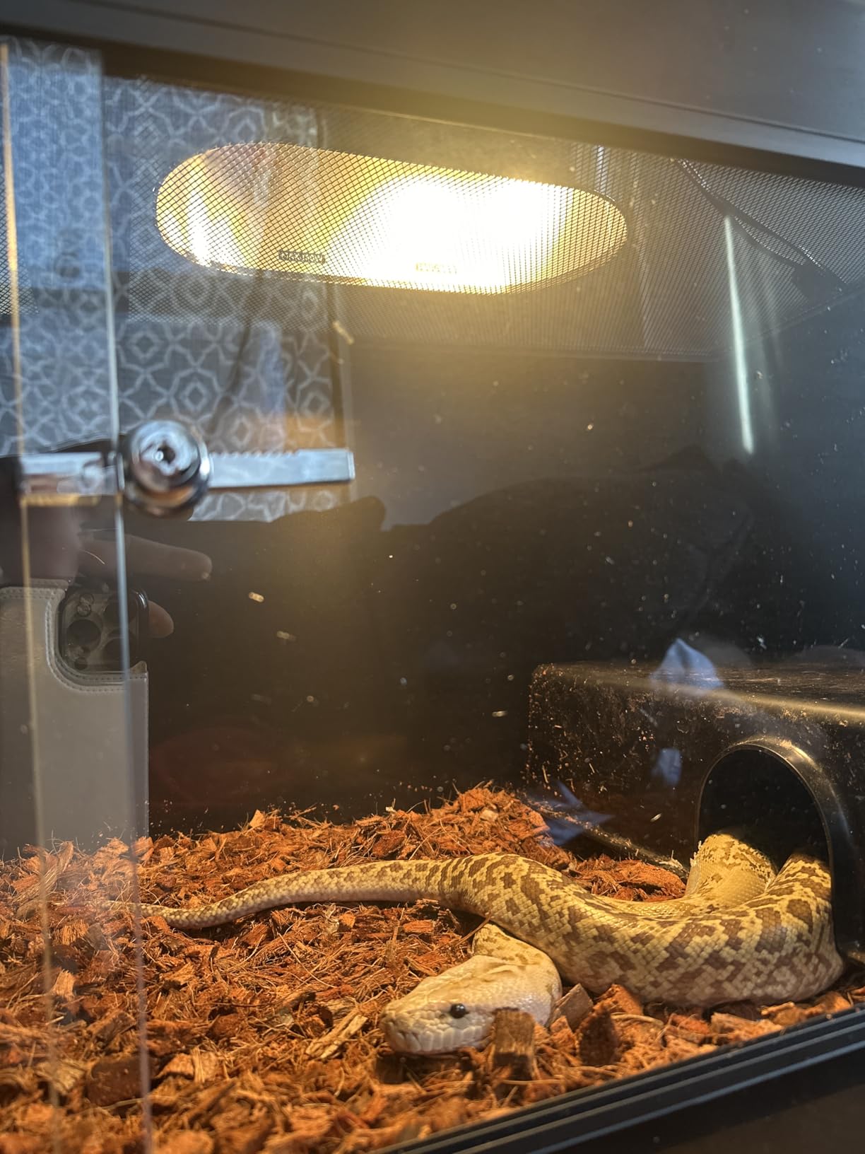 Dual Reptile Light Fixture with Switches, Reptile Heat Lamp Fixture, Reptiles Terrarium UVB Bulb Fixture for Bearded Dragon, Max 160W Each (Bulb Not Included) customer photo 1