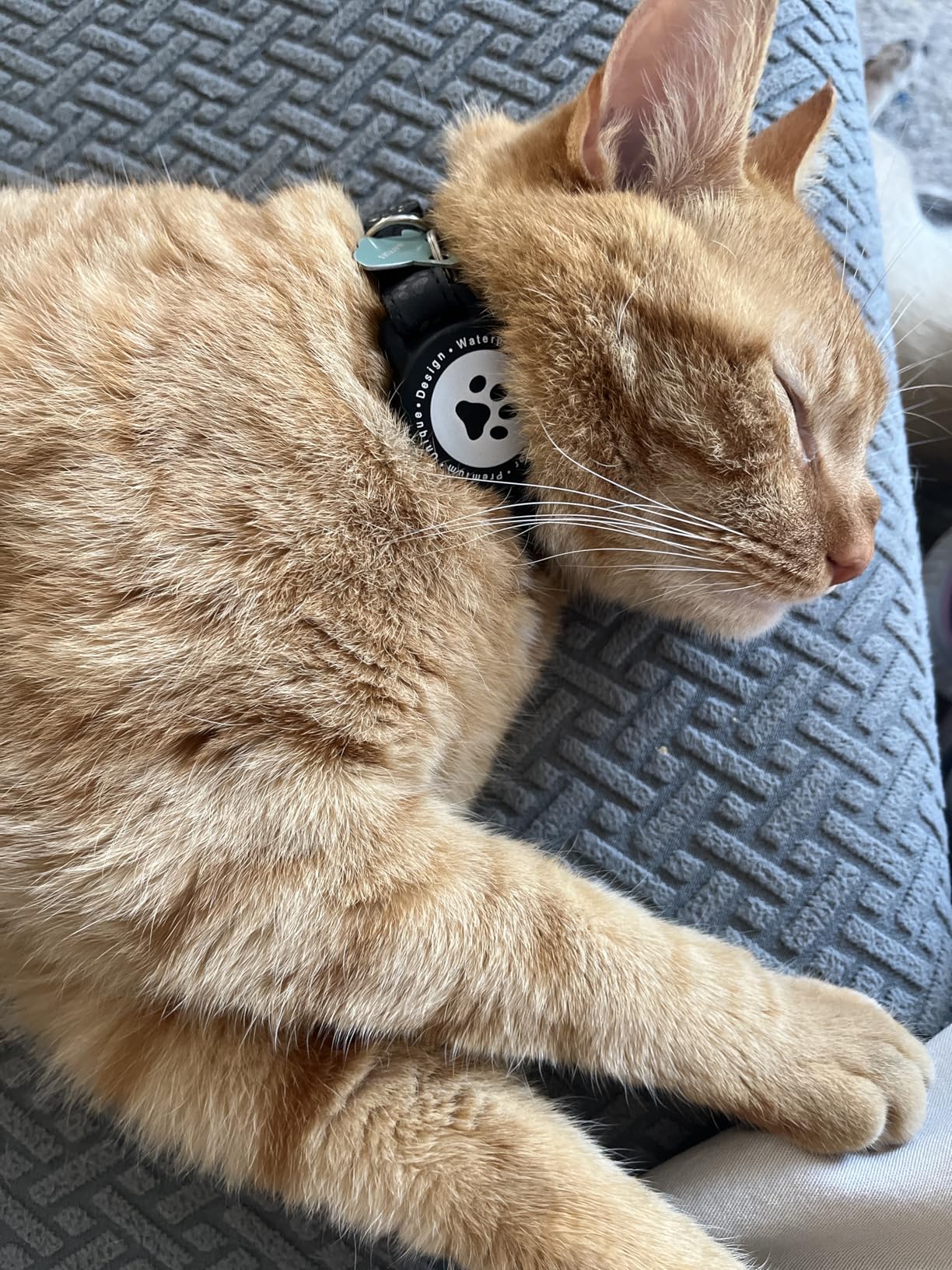 GPS Tracker for Cats, Waterproof GPS Cat Trackers Cats Collar with Bells, No Subscription, GPS Cat Collar, Adapt with Apple Find My (iOS Only) Finder Tag customer photo 1