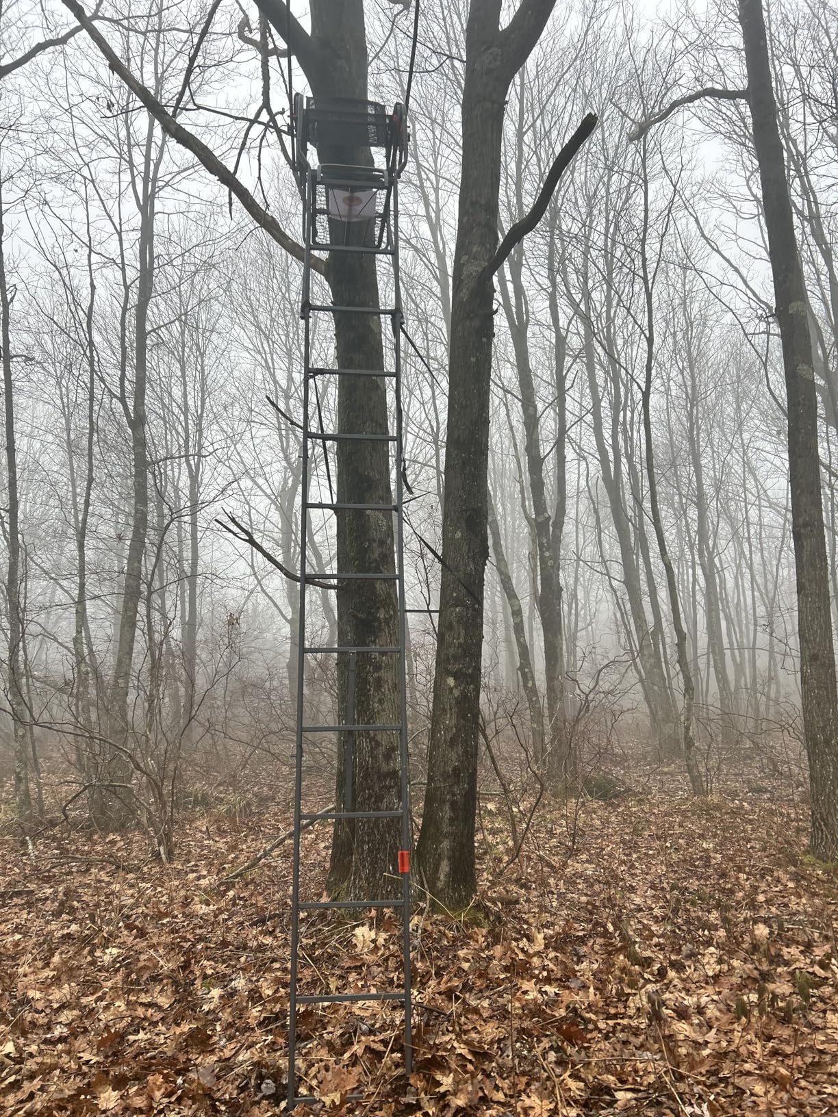 Guide Gear 15.5' Ladder Tree Stand for Hunting with Mesh Seat, Hunting Gear, Equipment, and Accessories Mossy Oak Country Roots customer photo 1