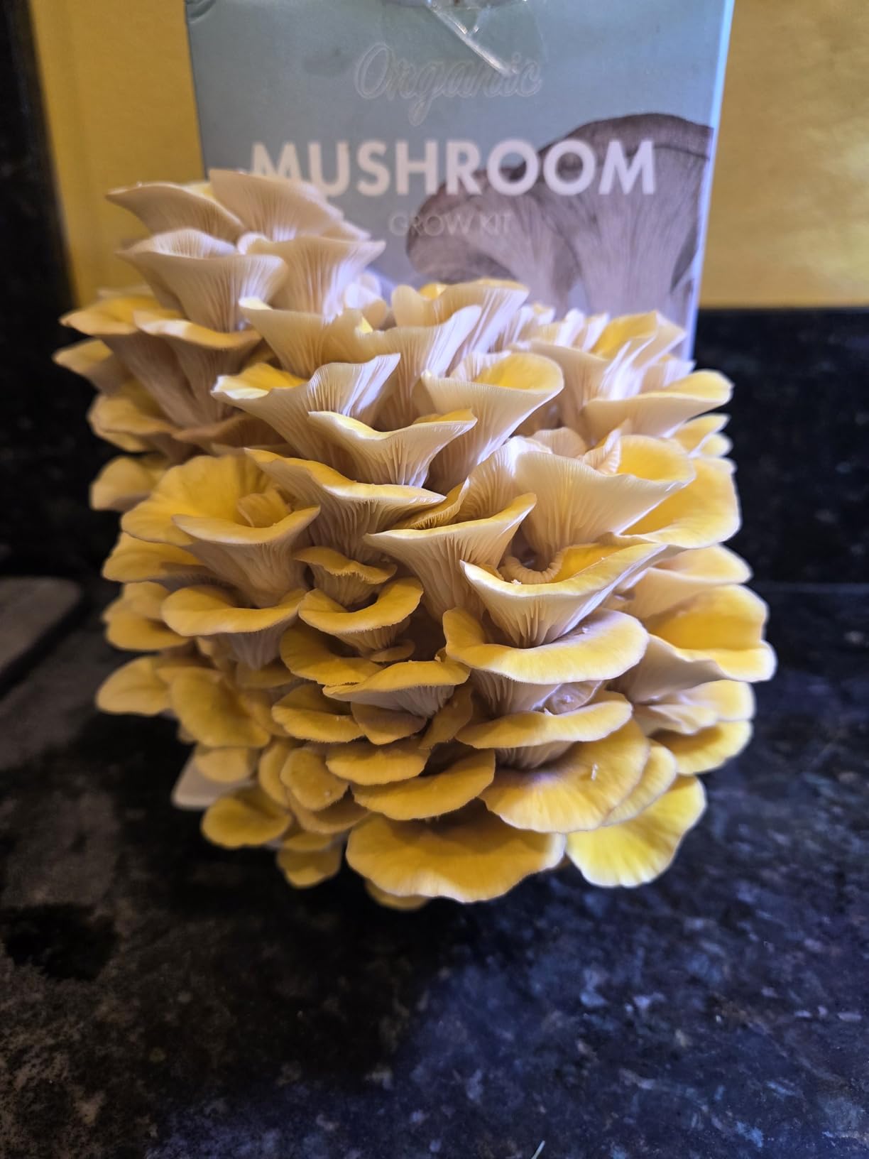Organic Edible 4lbs Golden Oyster Mushroom Growing Kit, Made in USA, Double-Side Mushroom Grow Kit Indoor, Harvest Gourmet Mushrooms in 10 Days, Top Gardening Gift, Holiday Gift customer photo 1