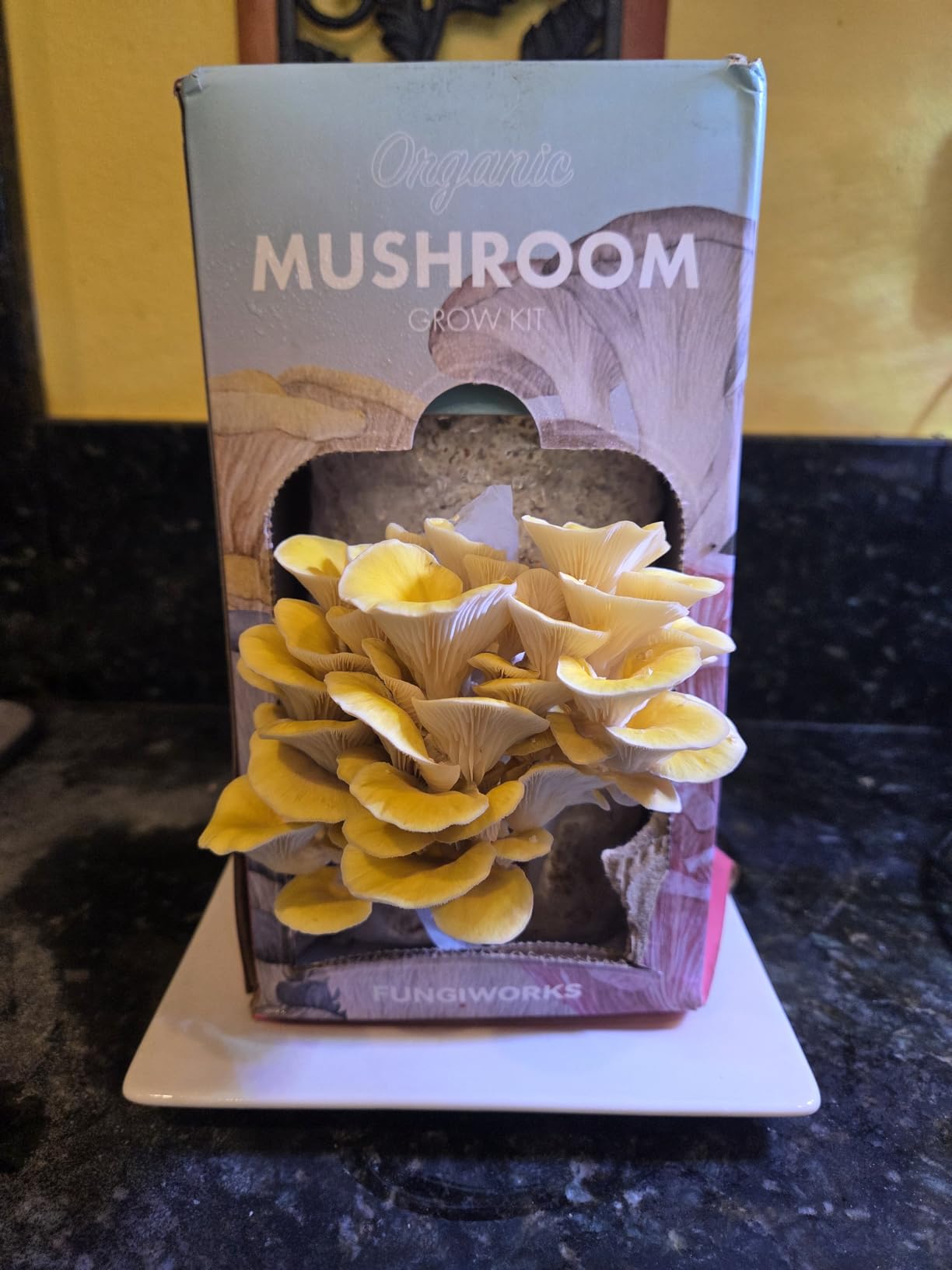 Organic Edible 4lbs Golden Oyster Mushroom Growing Kit, Made in USA, Double-Side Mushroom Grow Kit Indoor, Harvest Gourmet Mushrooms in 10 Days, Top Gardening Gift, Holiday Gift customer photo 2