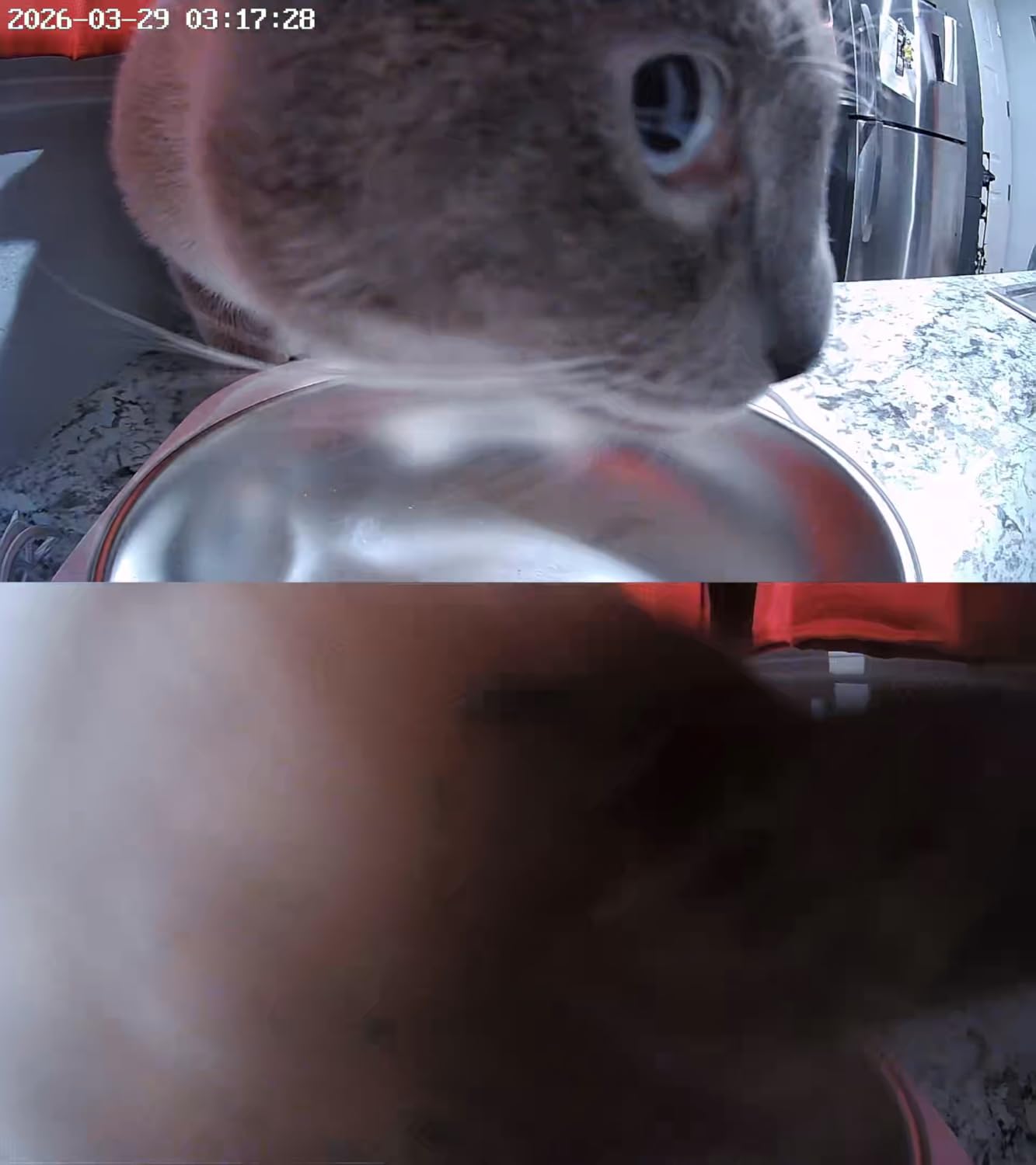 Automatic Cat Feeder with Two 1080P Camera for 2 Cats: 7L Automatic Dog Feeder with Night Vision & Slow Feed, 5G WiFi Auto Cat Food Dispenser for Multiple Pet,Detachable for Clean(ACF180W-C) customer photo 2