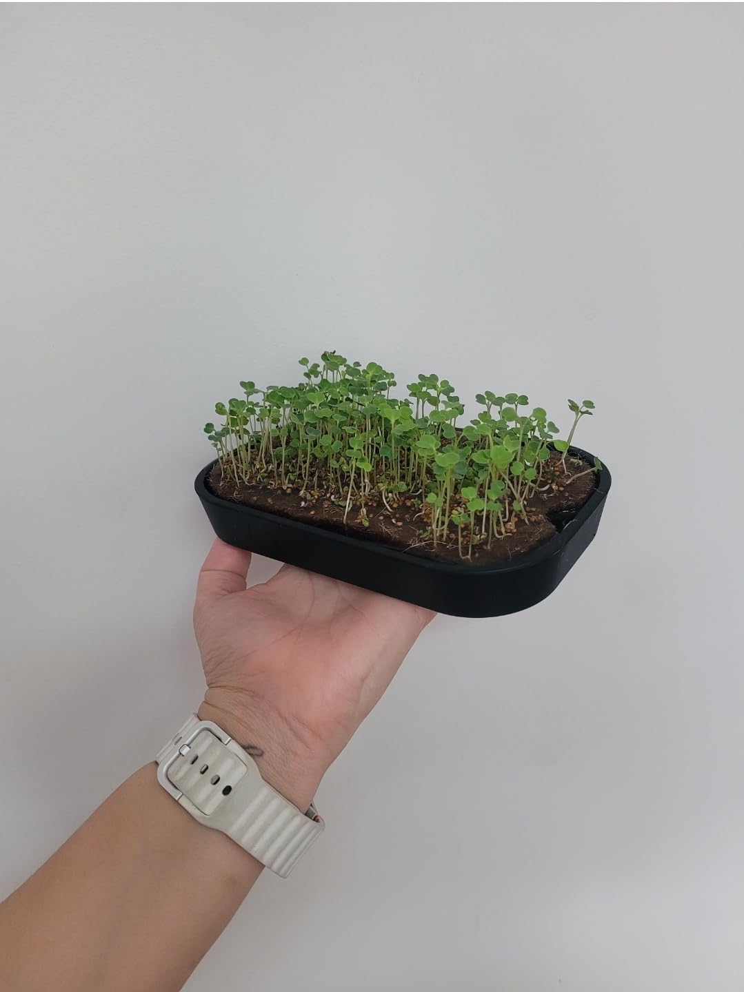 Microgreens Growing Kit Indoor, Micro Greens Indoor Herb Garden Kit with LED Light, 3 Microgreens Growing Trays, 6 Jute Mats - Indoor Grow Kit & Herb Growing Kit (No Seeds) customer photo 1