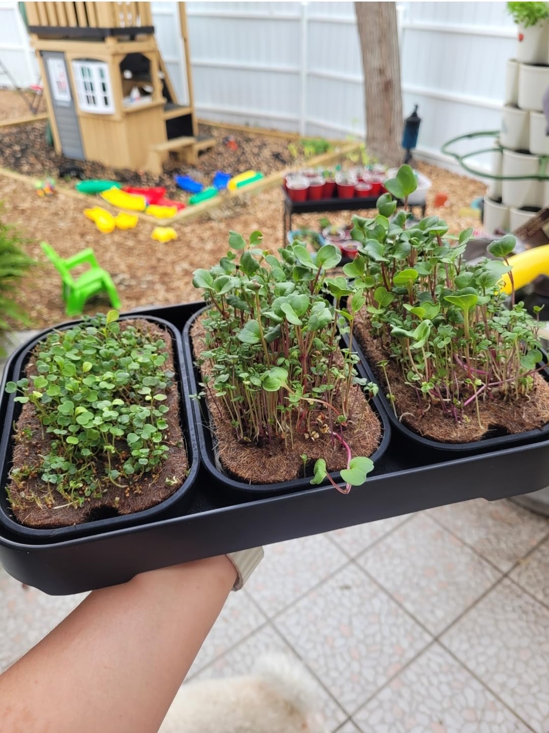 Microgreens Growing Kit Indoor, Micro Greens Indoor Herb Garden Kit with LED Light, 3 Microgreens Growing Trays, 6 Jute Mats - Indoor Grow Kit & Herb Growing Kit (No Seeds) customer photo 2