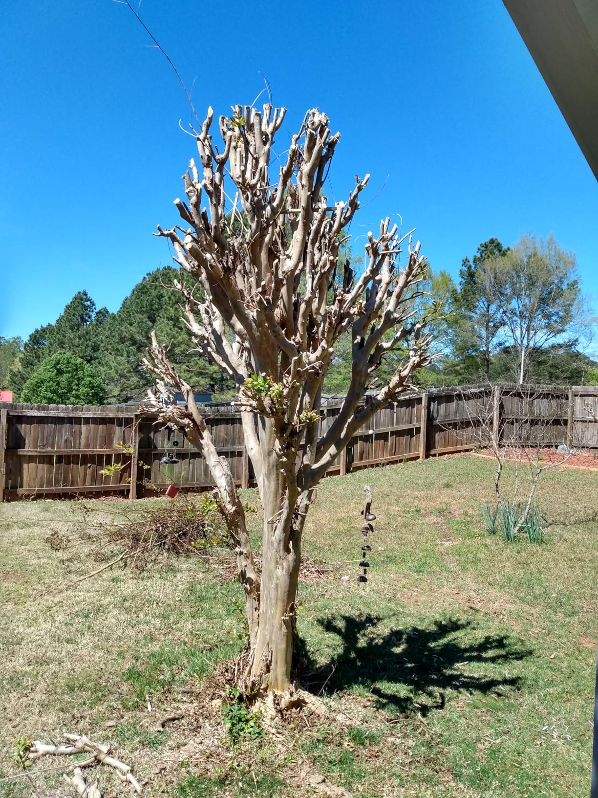 Cordless Pole Saw & Mini Chainsaw, 2-in-1 Lightweight Electric Pole Saw for Tree Trimming, Battery Powered with Brushless Motor, 2x2.0Ah Batteries (SN3014) customer photo 1