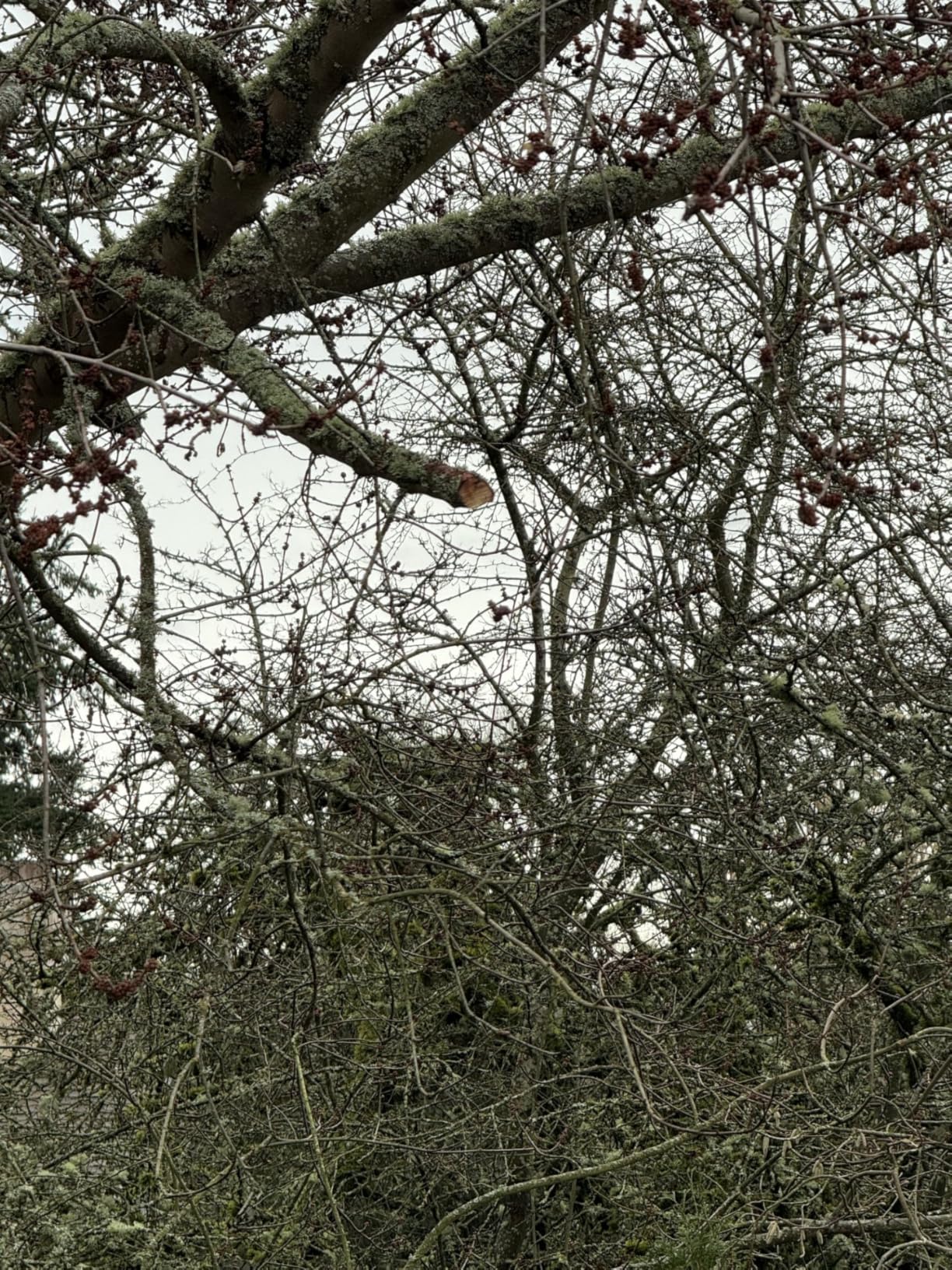 Cordless Pole Saw & Mini Chainsaw, 2-in-1 Lightweight Electric Pole Saw for Tree Trimming, Battery Powered with Brushless Motor, 2x2.0Ah Batteries (SN3014) customer photo 2