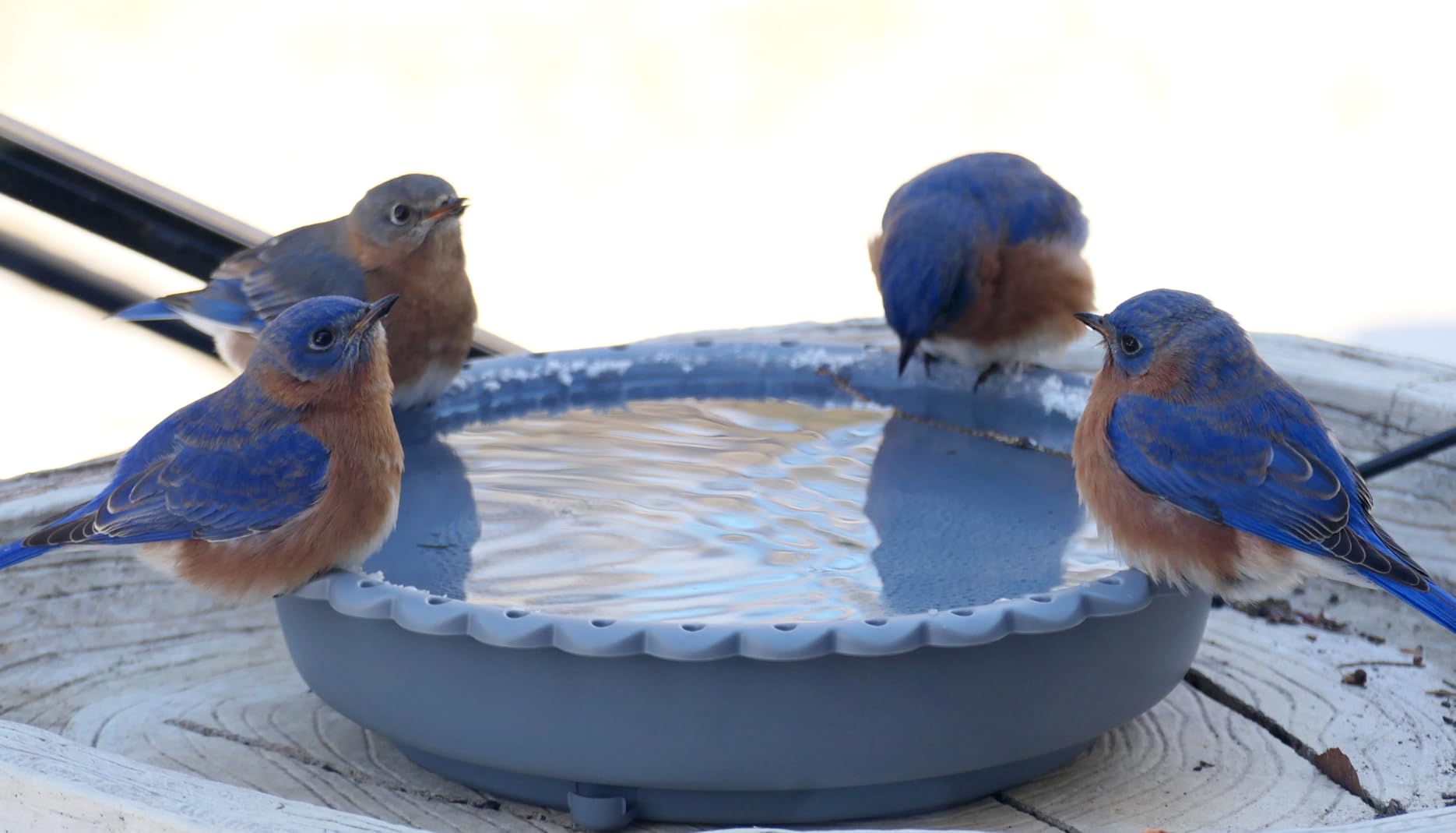 Heated Bird Bath for Outdoors Winter, 100W Thermostat Control Heated Bird Bath for Outside with 3 Metal Extension Screws Large Capacity Heated Birdbath for Outside Garden Yard Lawn (Blue) customer photo 2