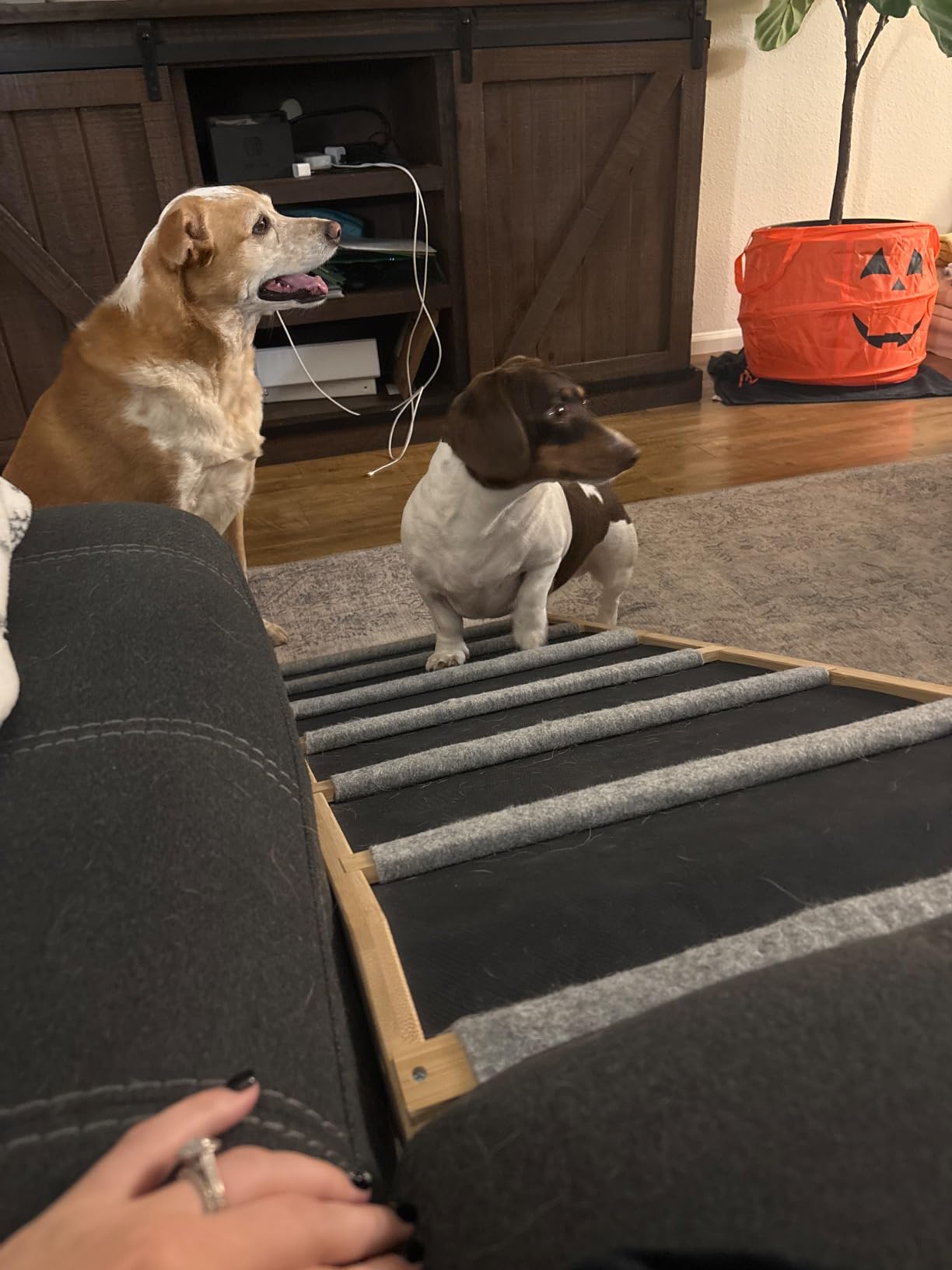 Dog Ramp for Bed - Extra Wide 17'', Non-Slip Rubber Surface Excellent Traction, Pet Ramp for Small Large Dogs to Get on High Couch Car, Hold up to 200lb, Adjustable, Foldable customer photo 2