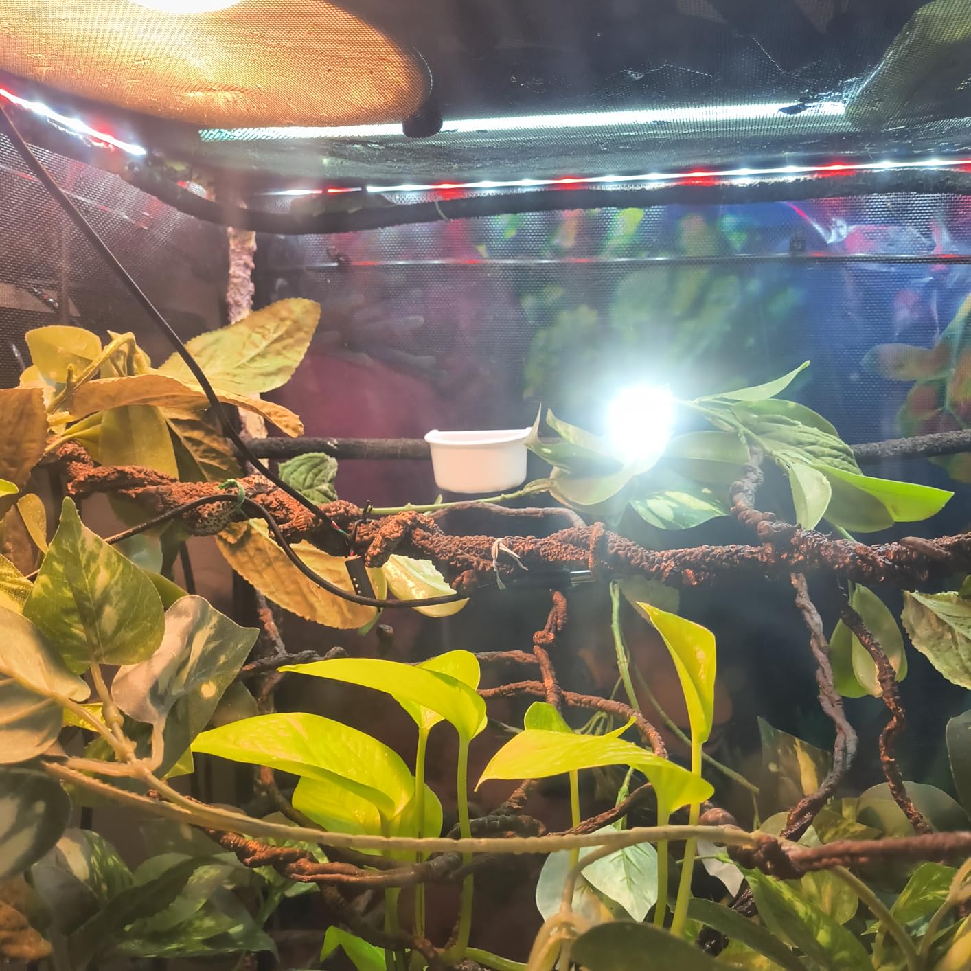 J&A Reptile Mister Automatic Misting System with Temp & Humidity Probe, Adjustable Spray Nozzles, Quiet Operation for Chameleons customer photo 1